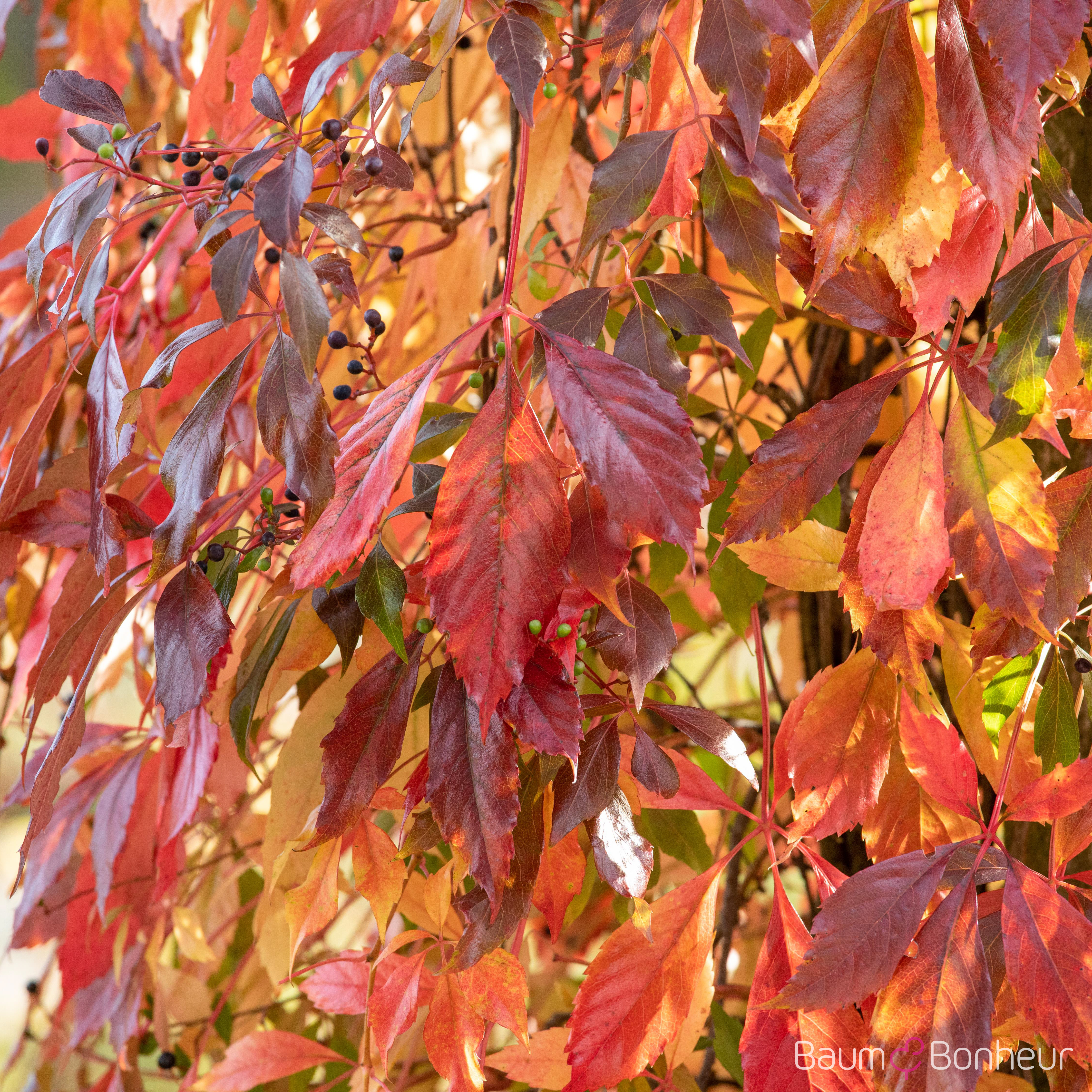 Parthenocissus quinquefolia