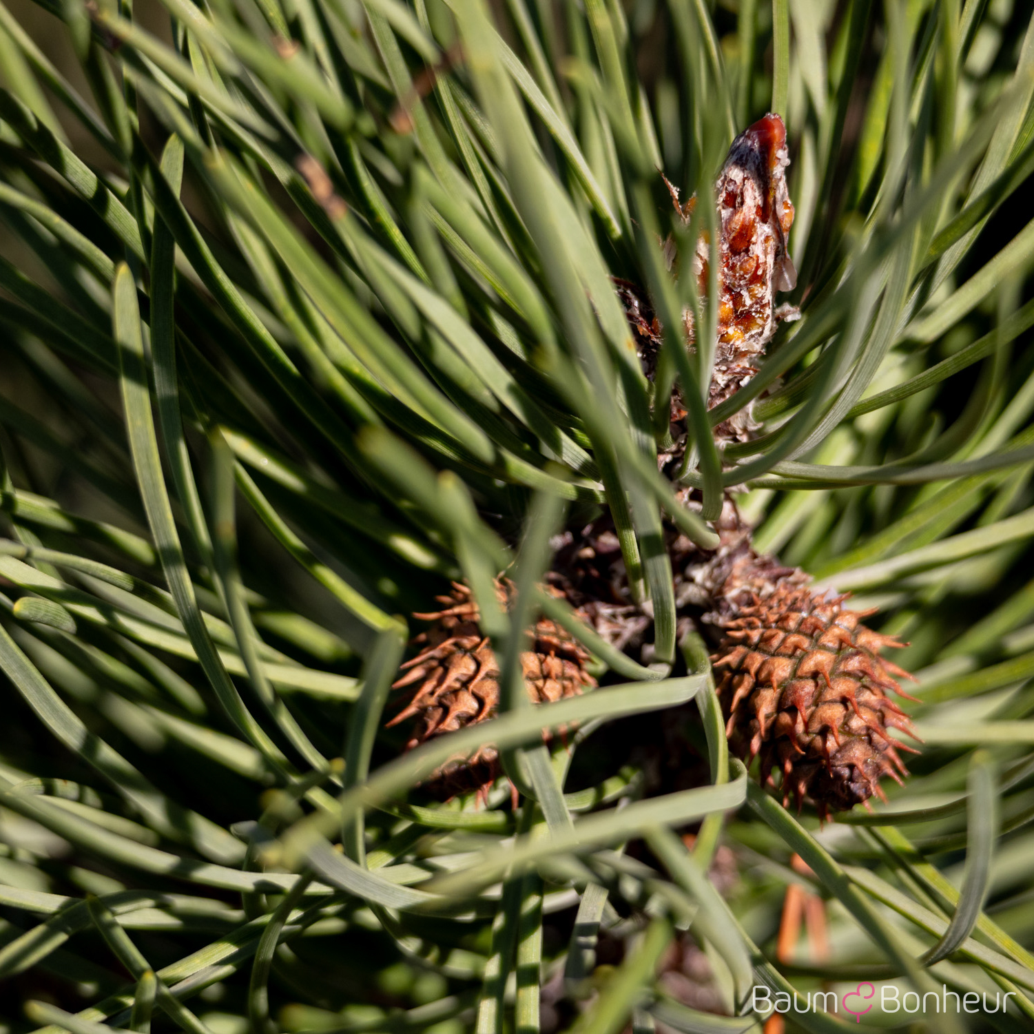 Pinus contorta