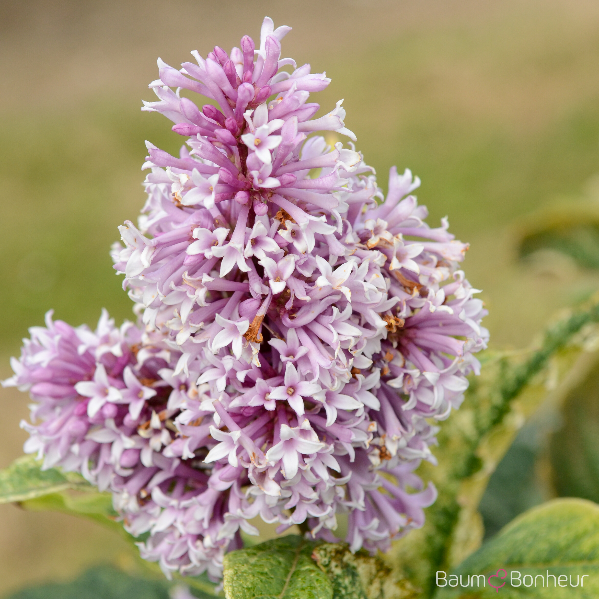 Syringa swegiflexa