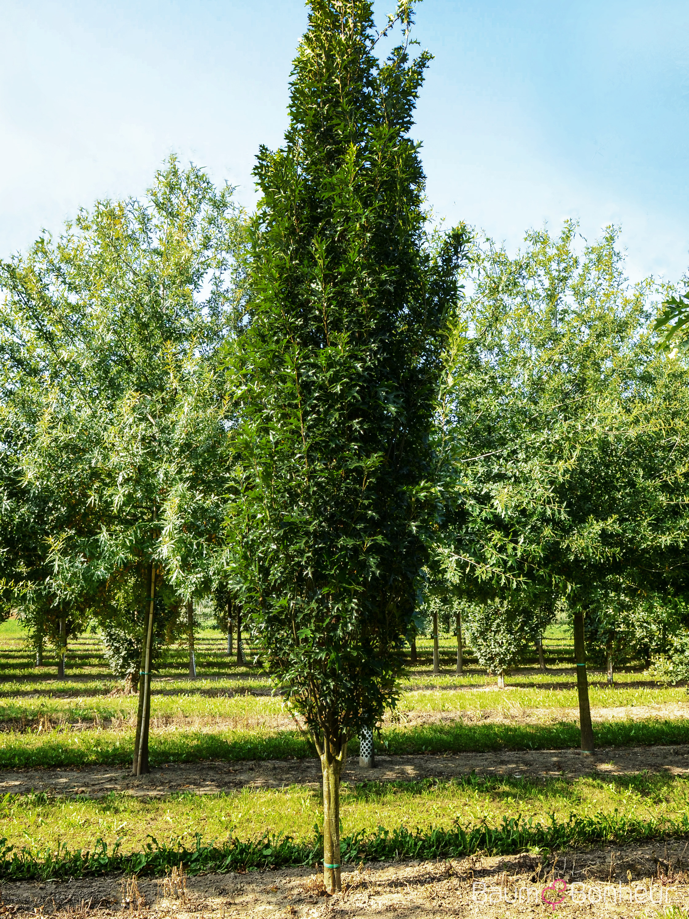 Quercus palustris 'Green Pillar' -R-