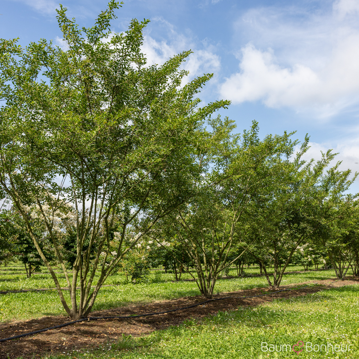 Ligustrum ibota