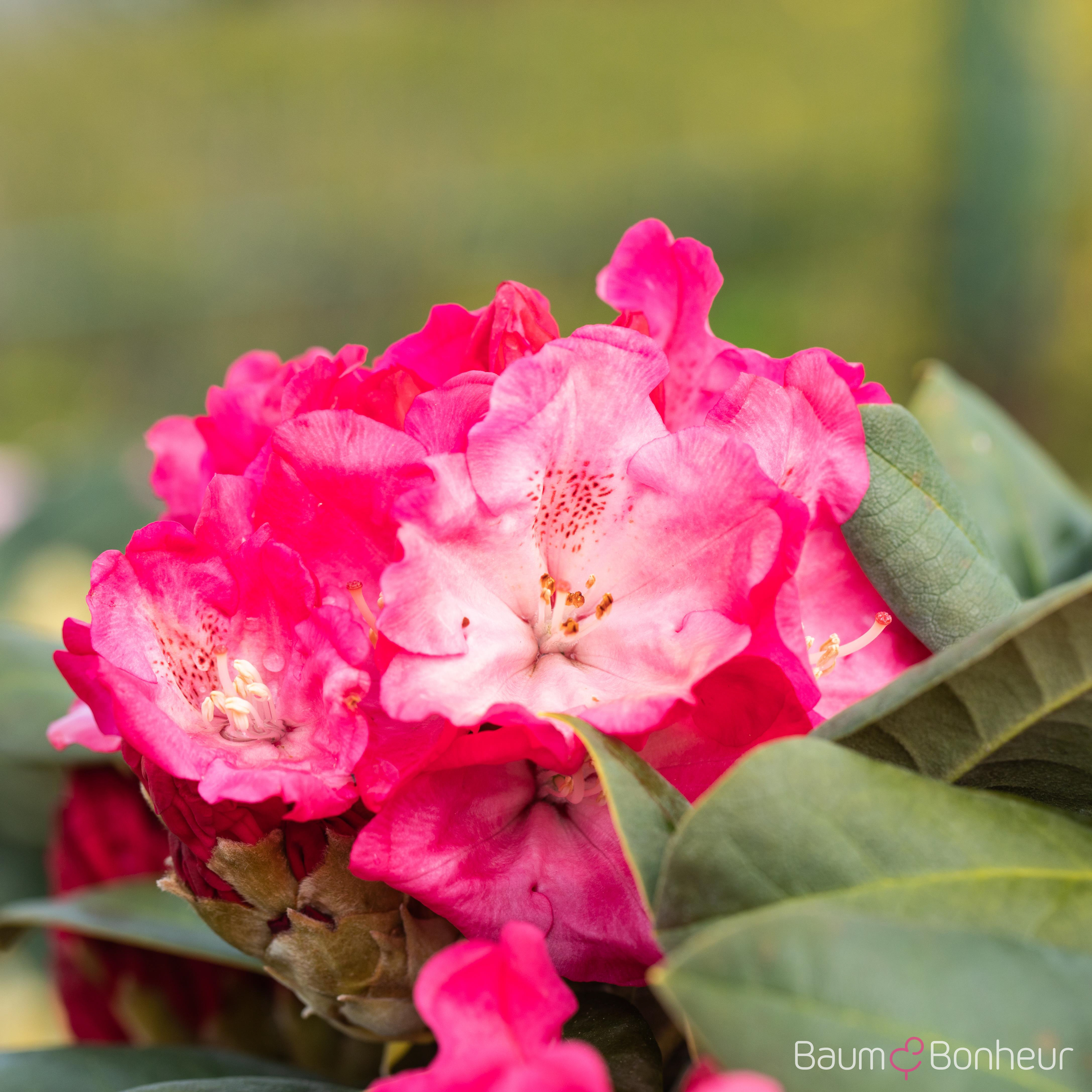 Rhododendron yakushimanum 'Morgenrot'