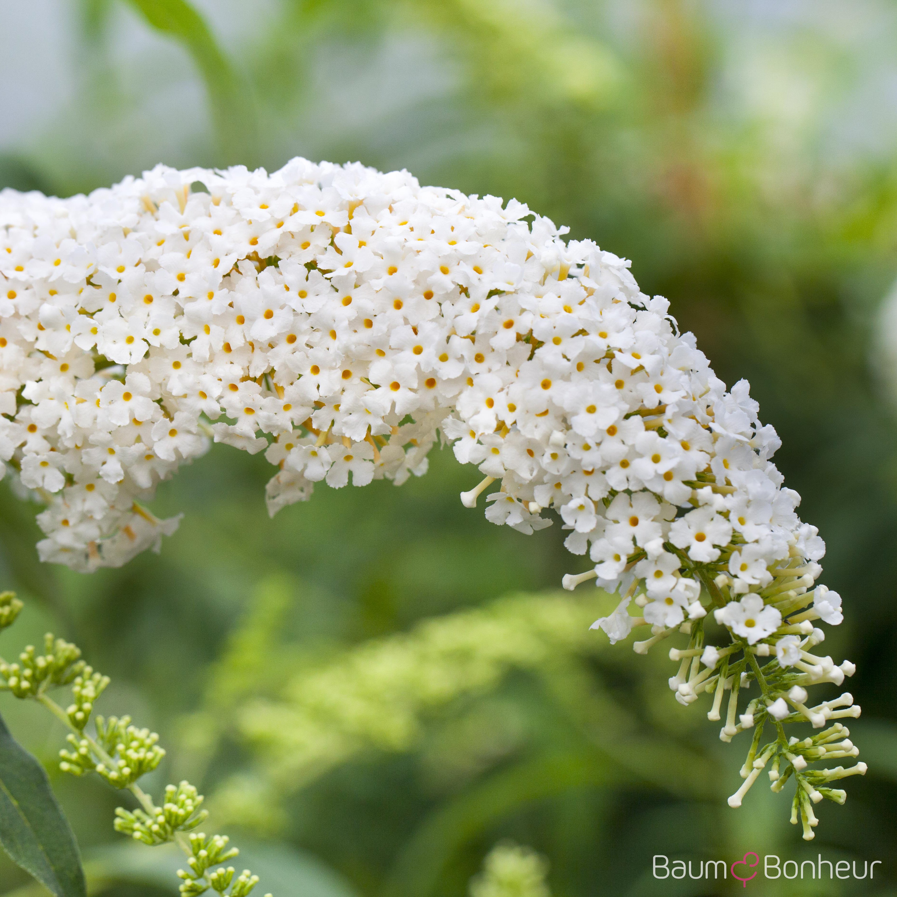 Buddleja davidii 'White Bouquet'
