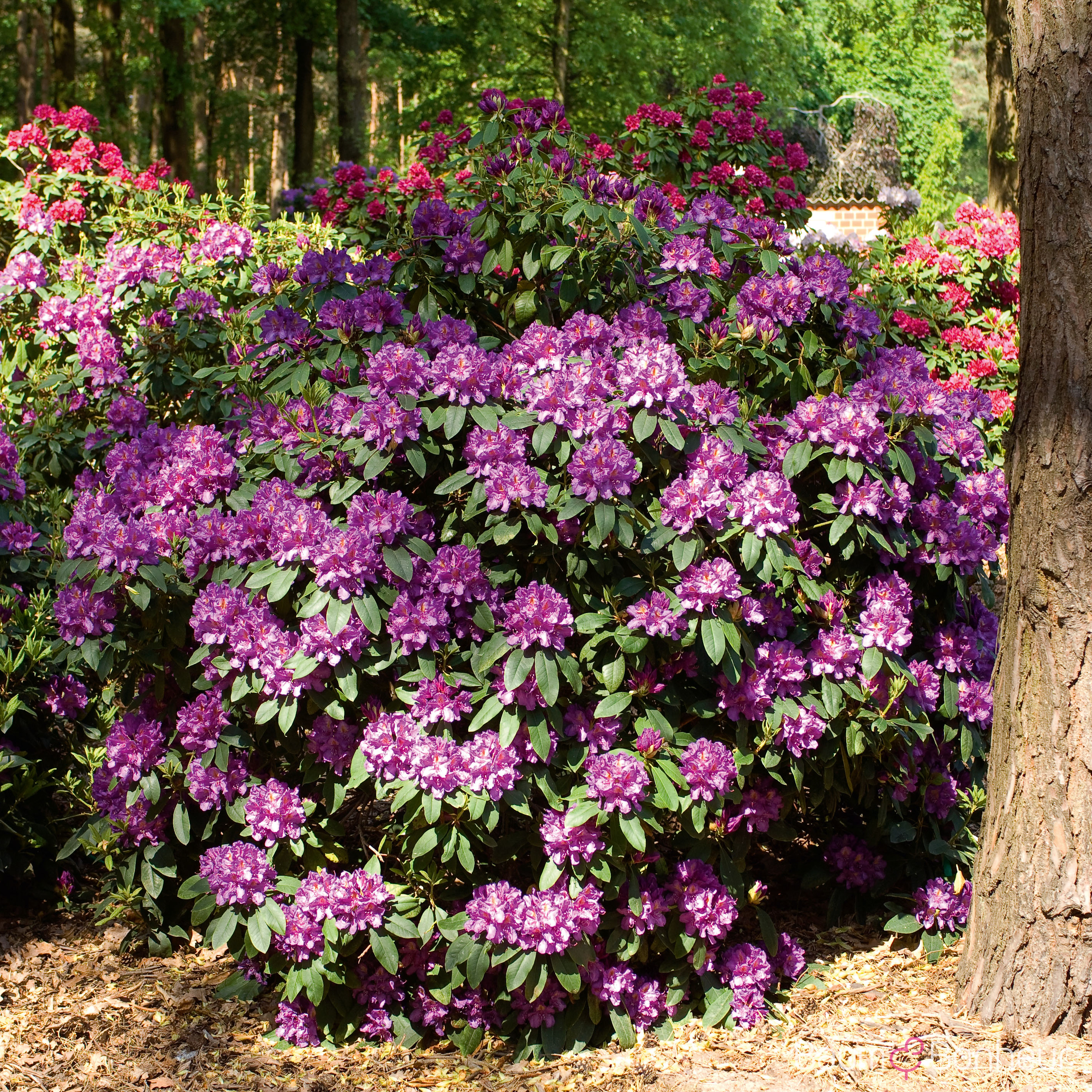 Rhododendron 'Lee‘s Dark Purple'
