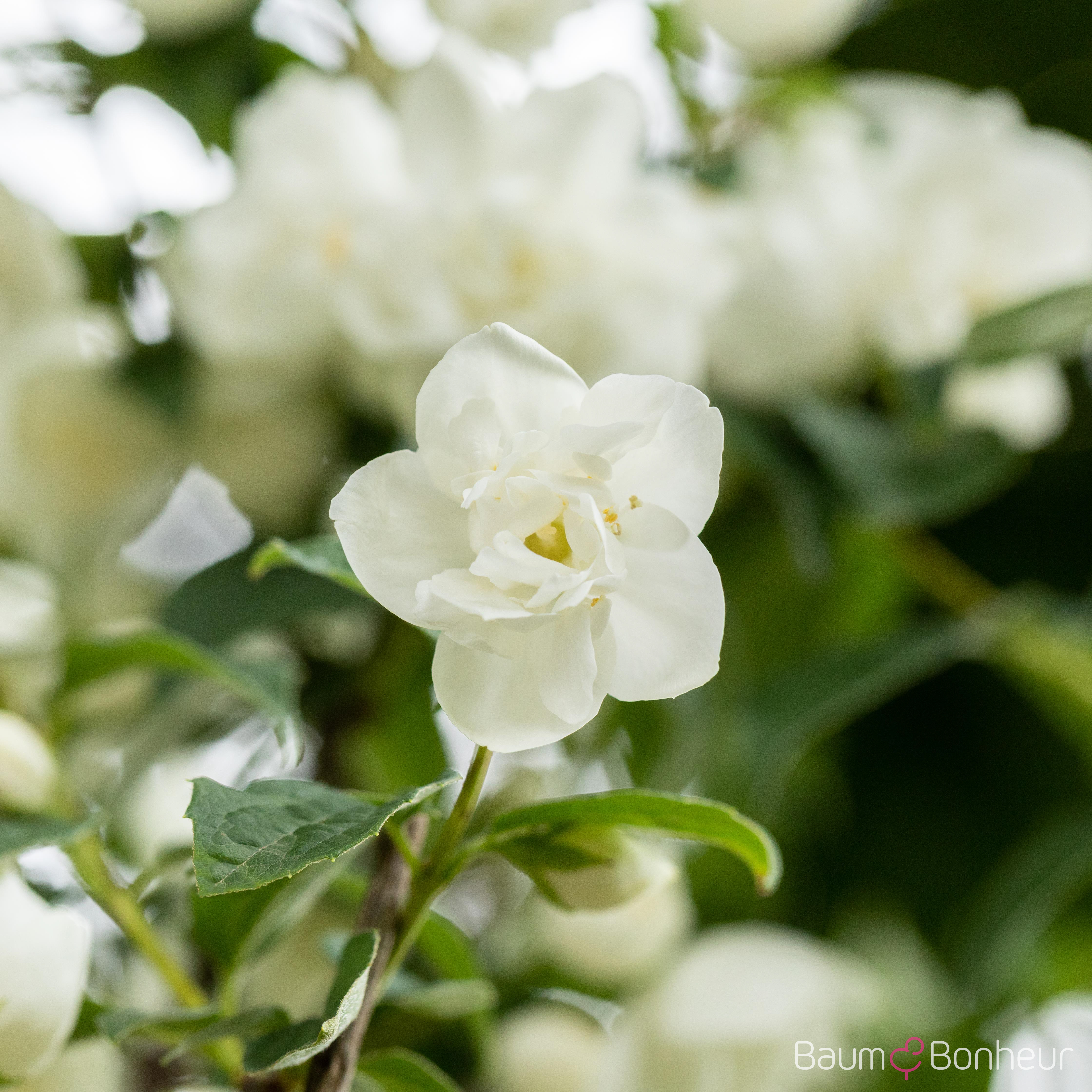 Philadelphus 'Virginal'