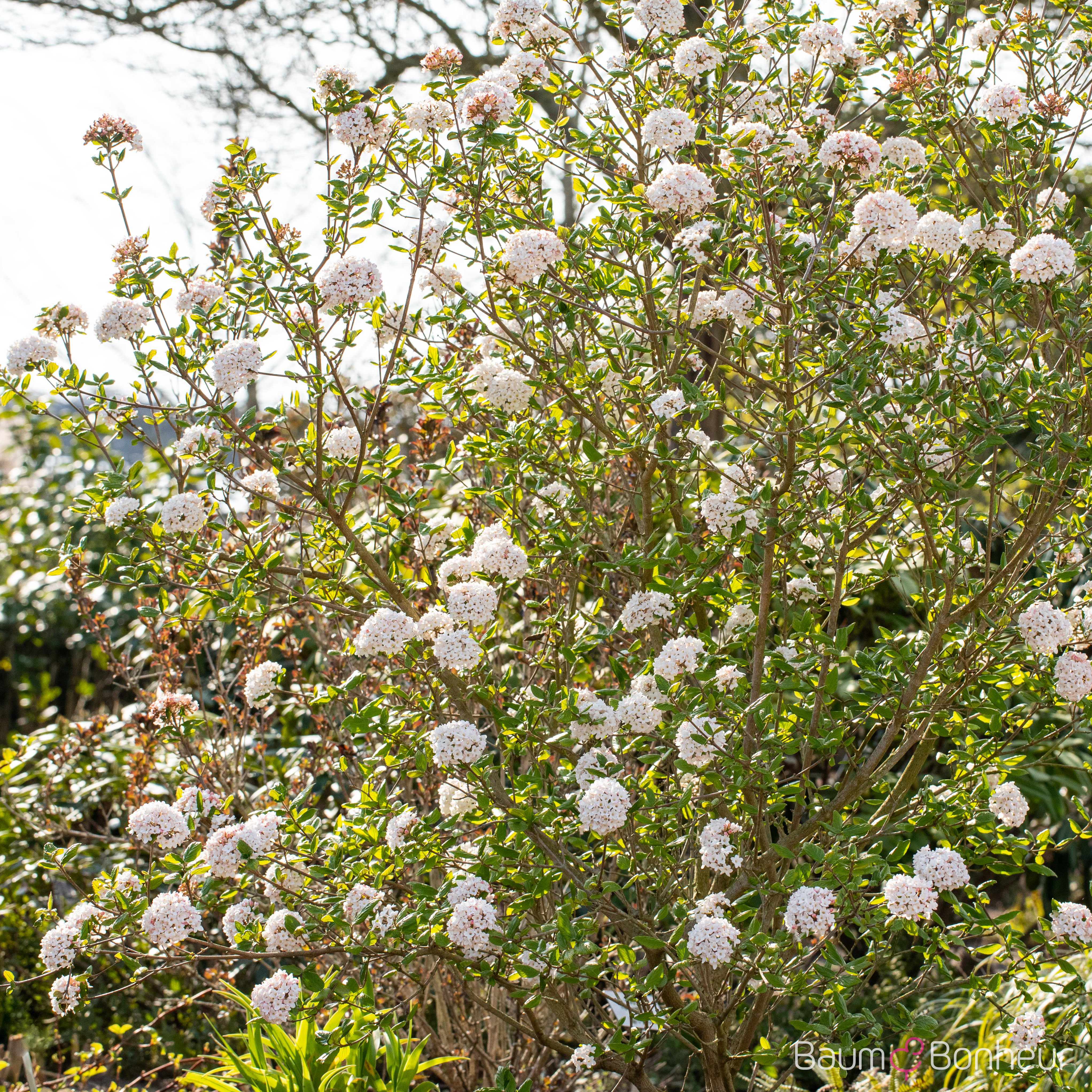 Viburnum burkwoodii