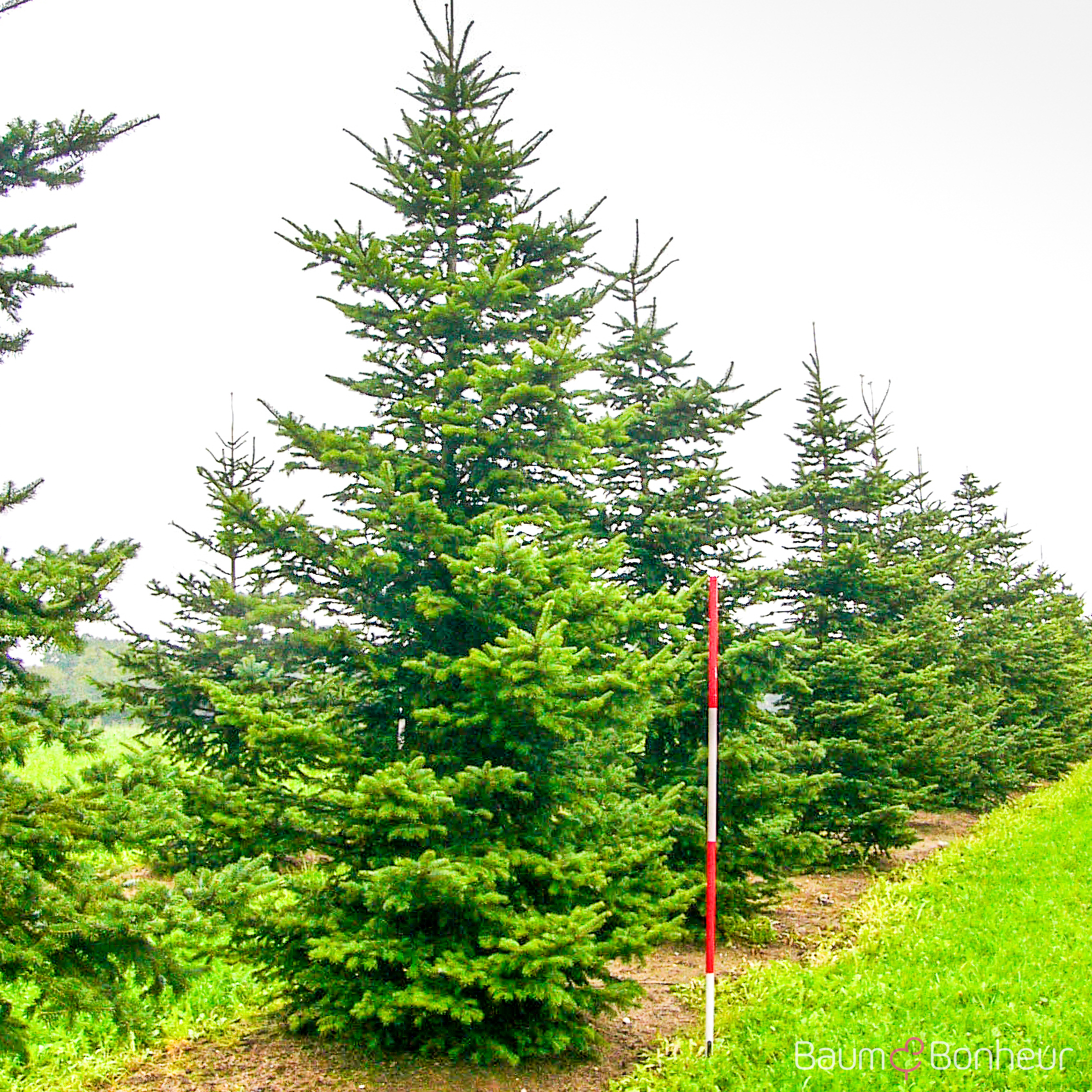 Abies homolepis