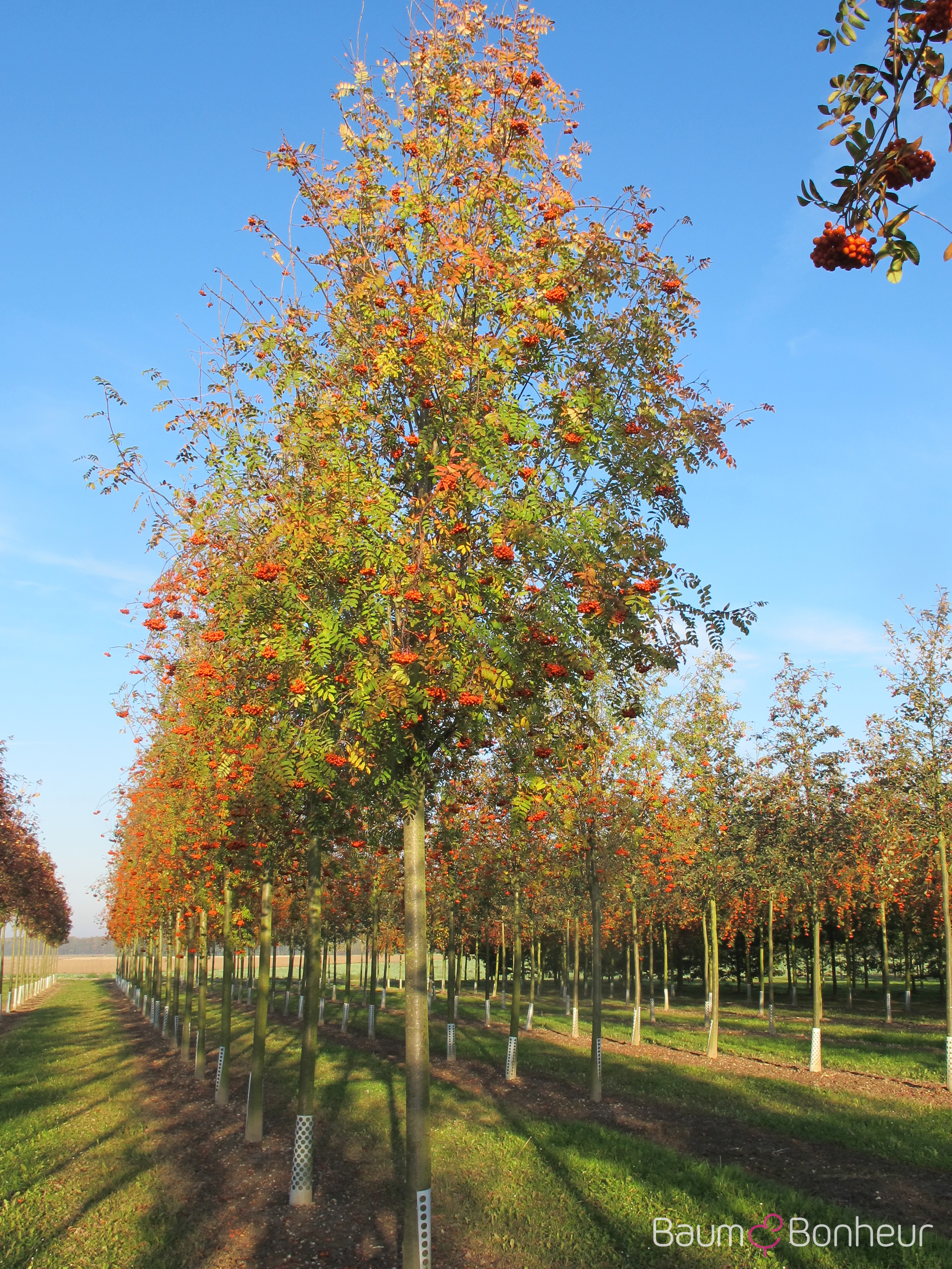 Sorbus aucuparia 'Edulis'