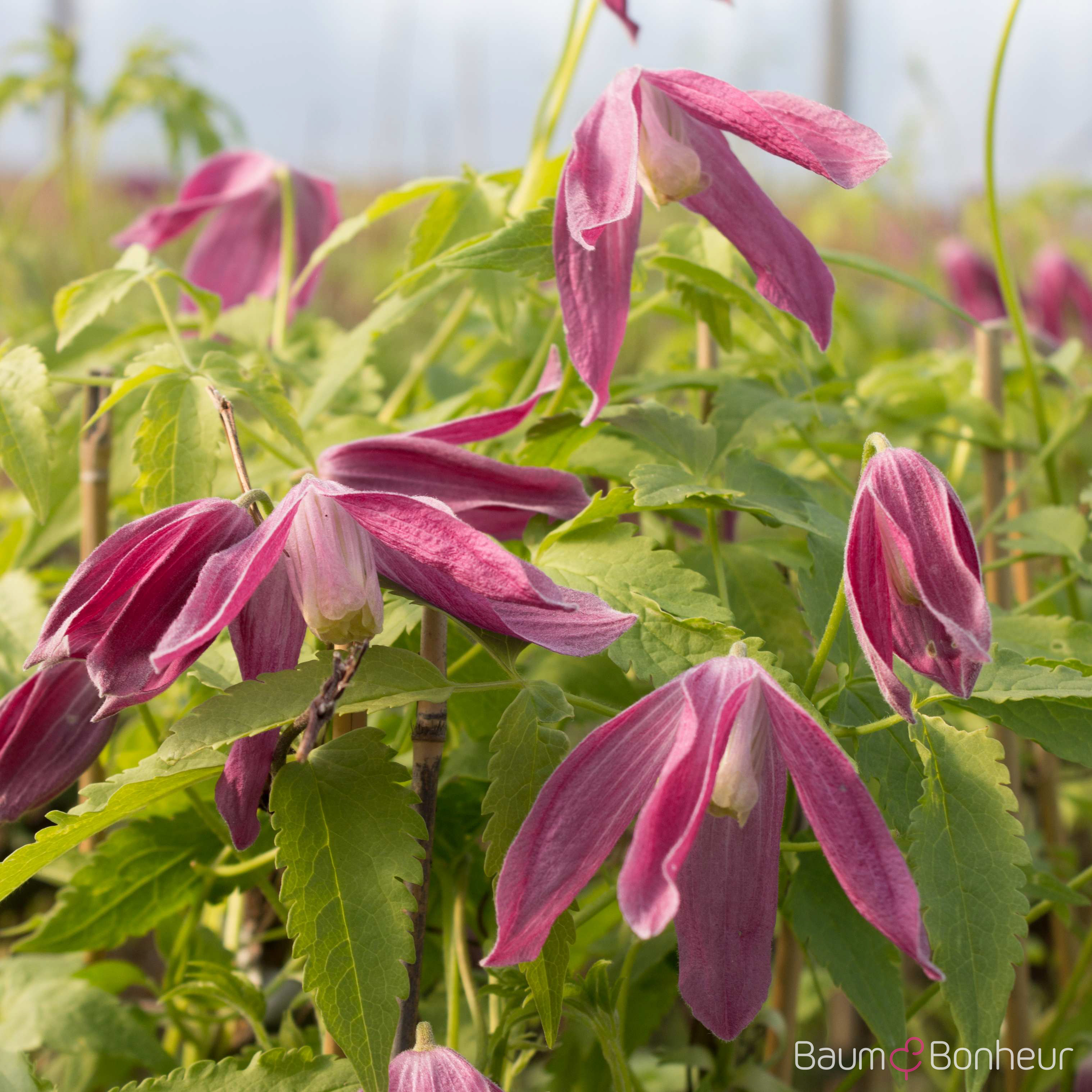Clematis alpina 'Ruby'