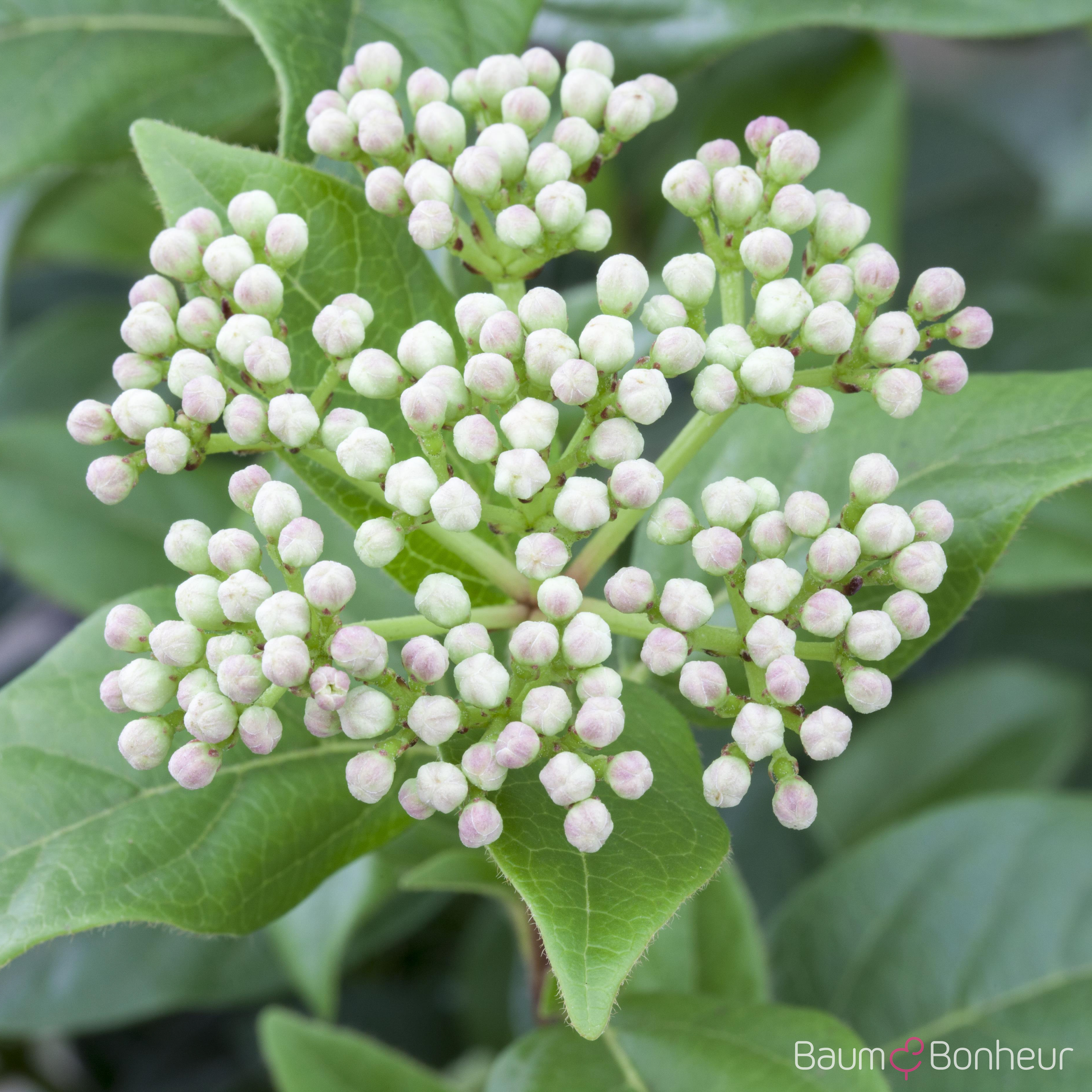 Viburnum 'Eskimo'