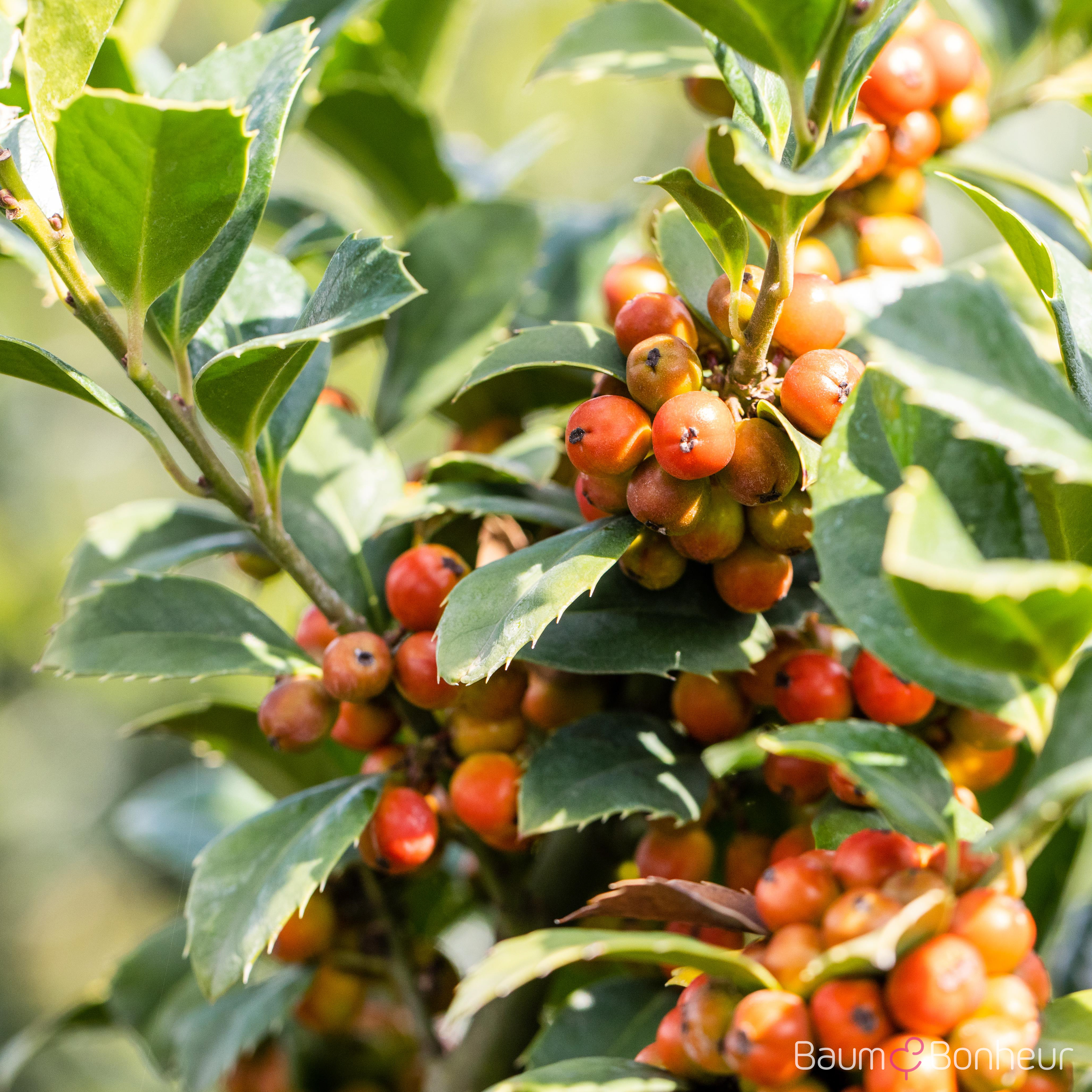 Ilex meserveae 'Heckenfee'®