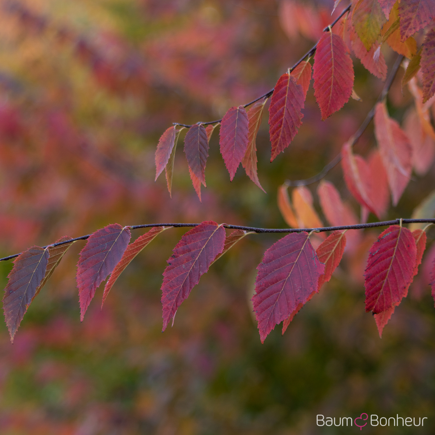 Carpinus caroliniana