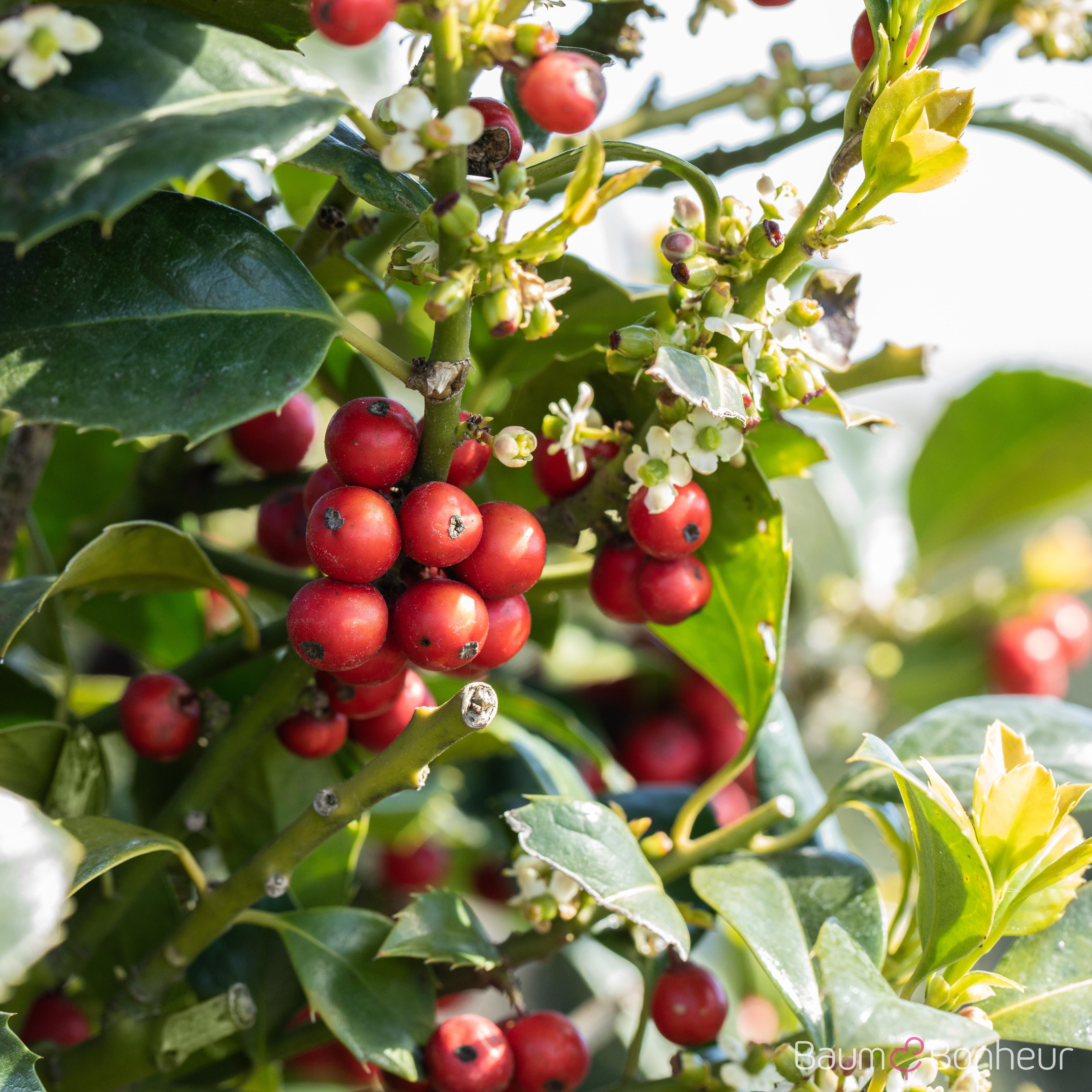 Ilex aquifolium