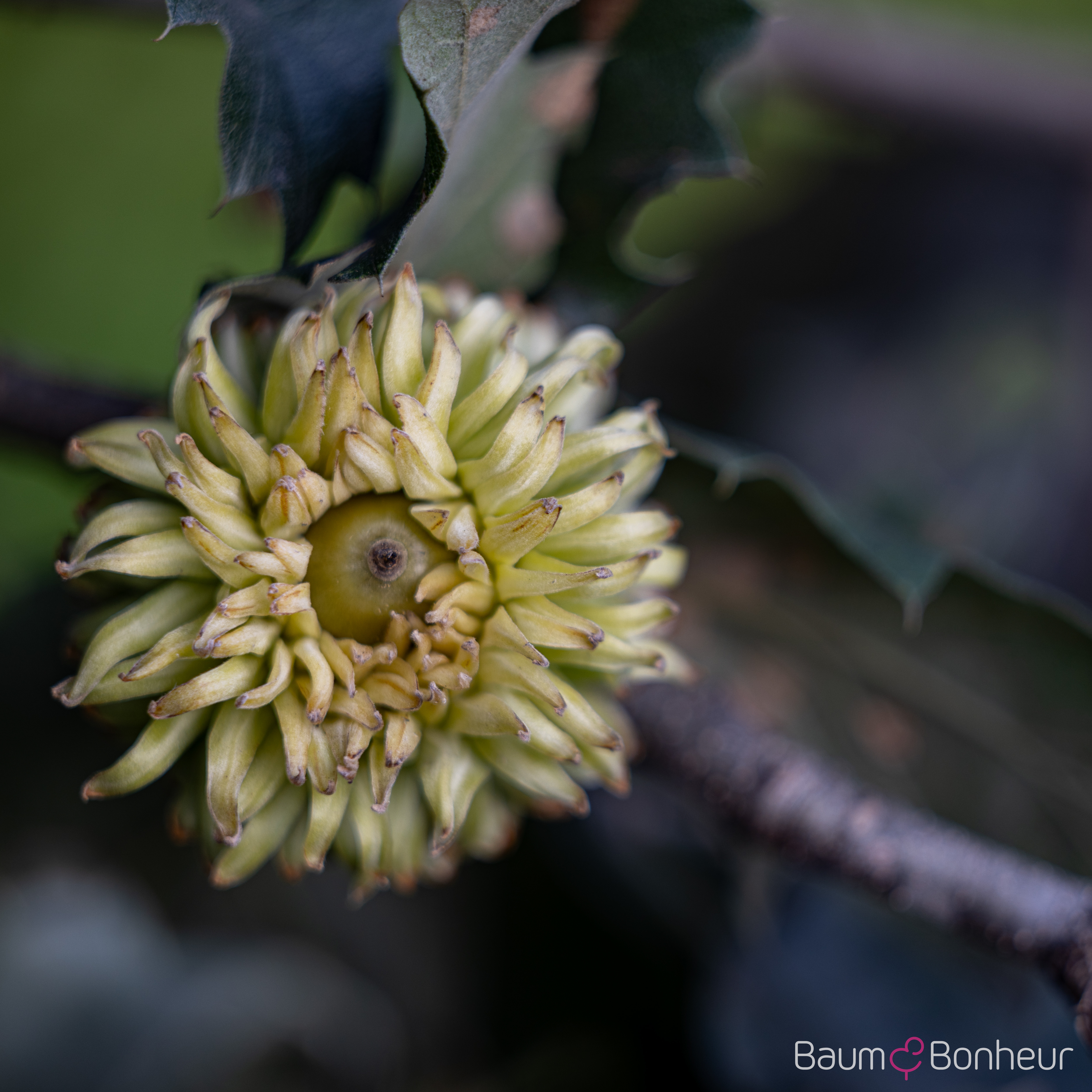 Quercus ithaburensis 'Hemelrijk'