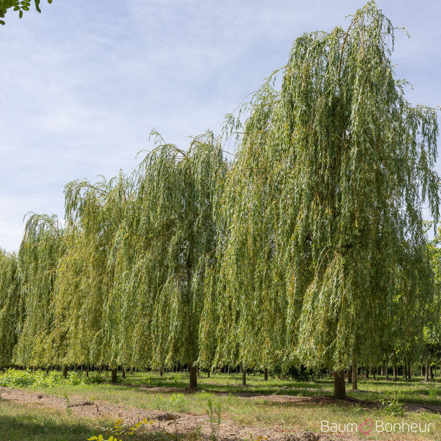 Salix alba 'Tristis'