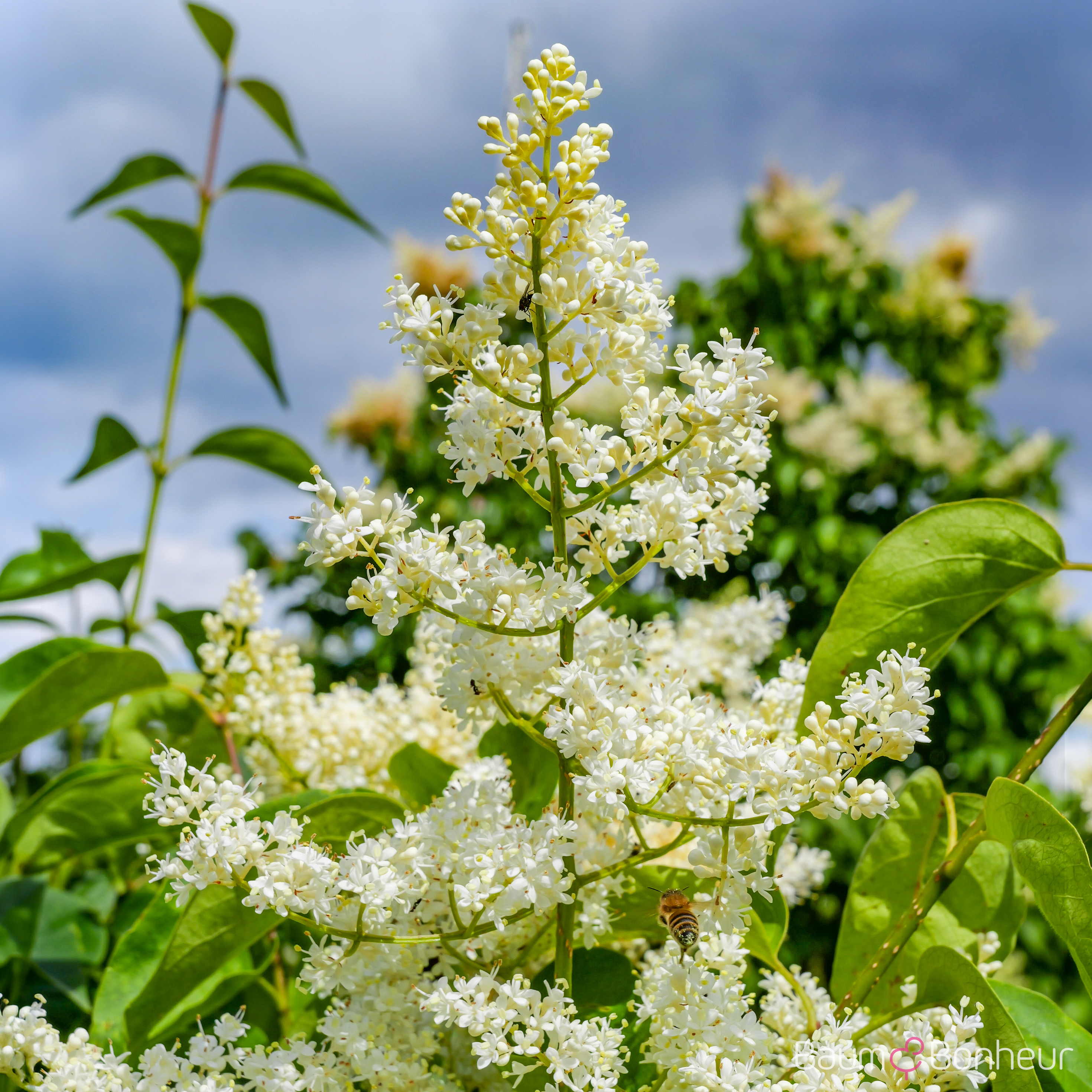 Syringa reticulata 'Ivory Silk'