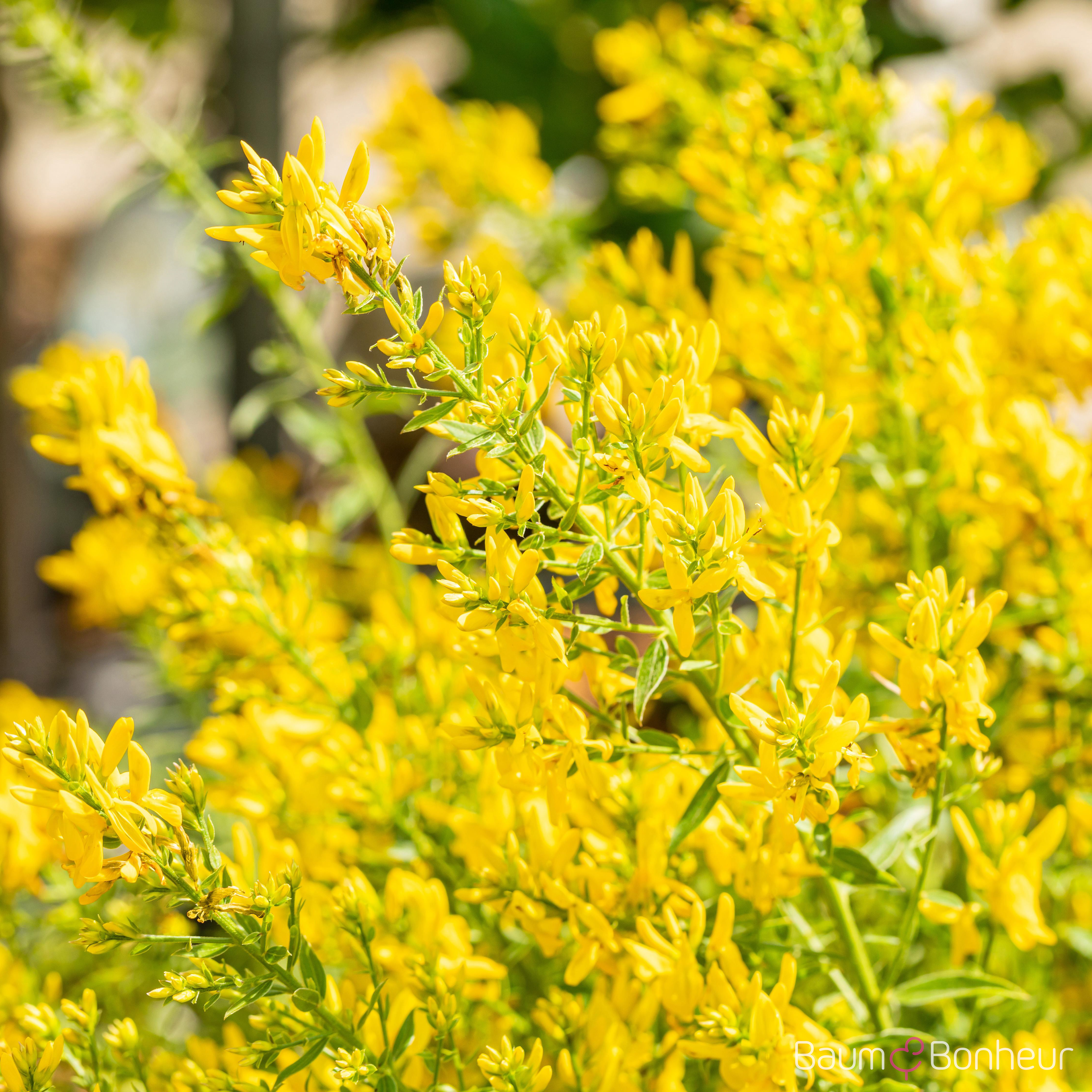 Genista tinctoria