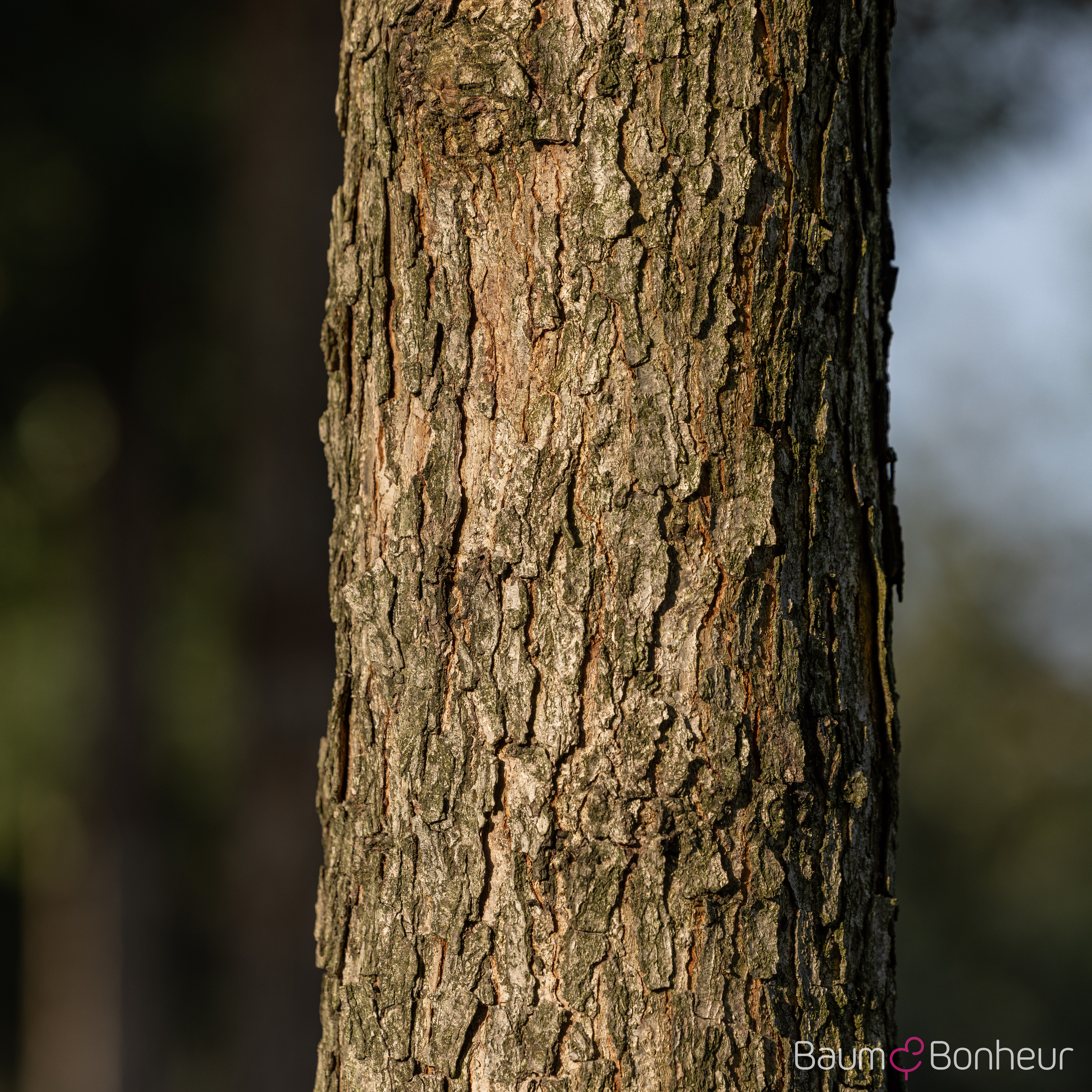 Quercus alba
