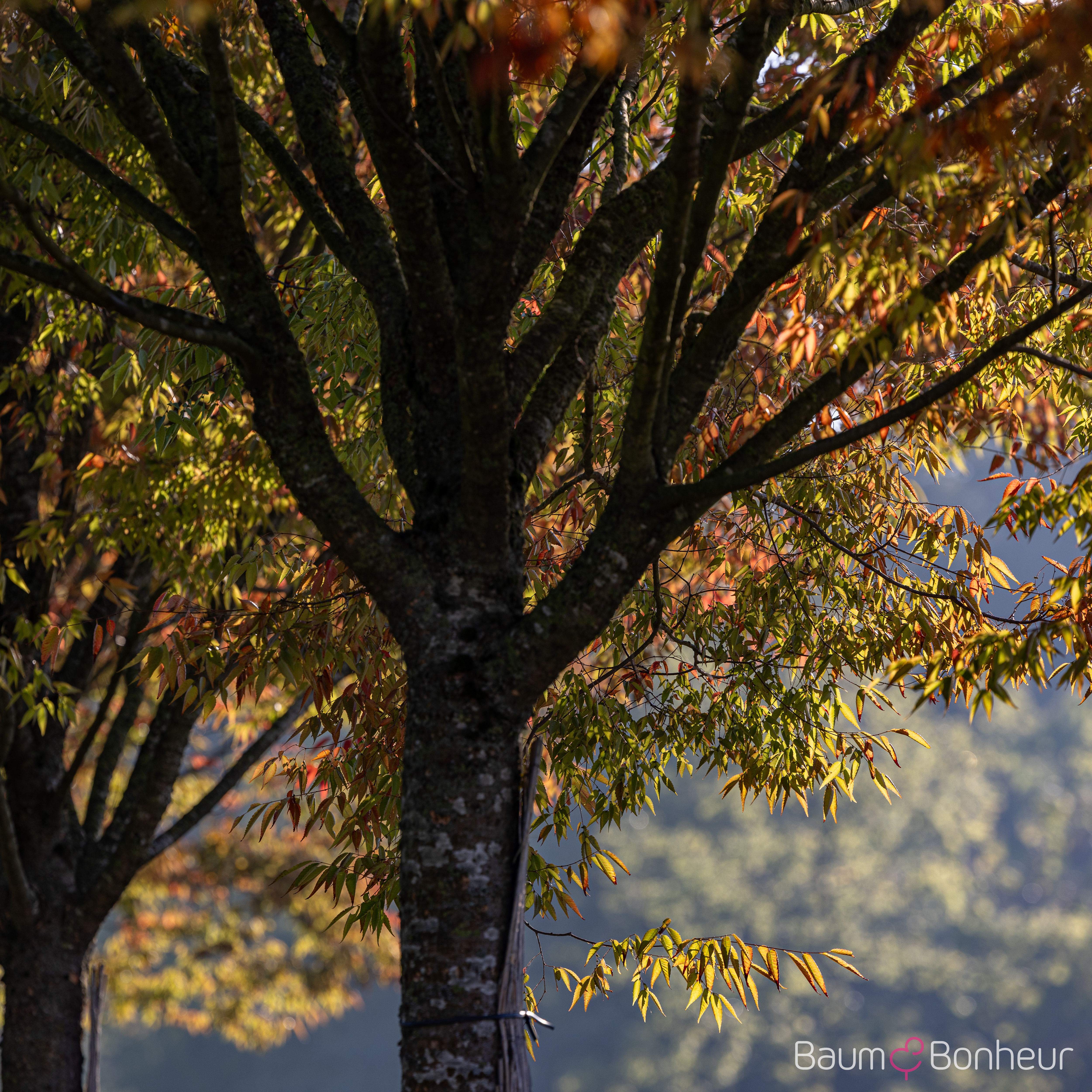 Zelkova serrata 'Green Vase'