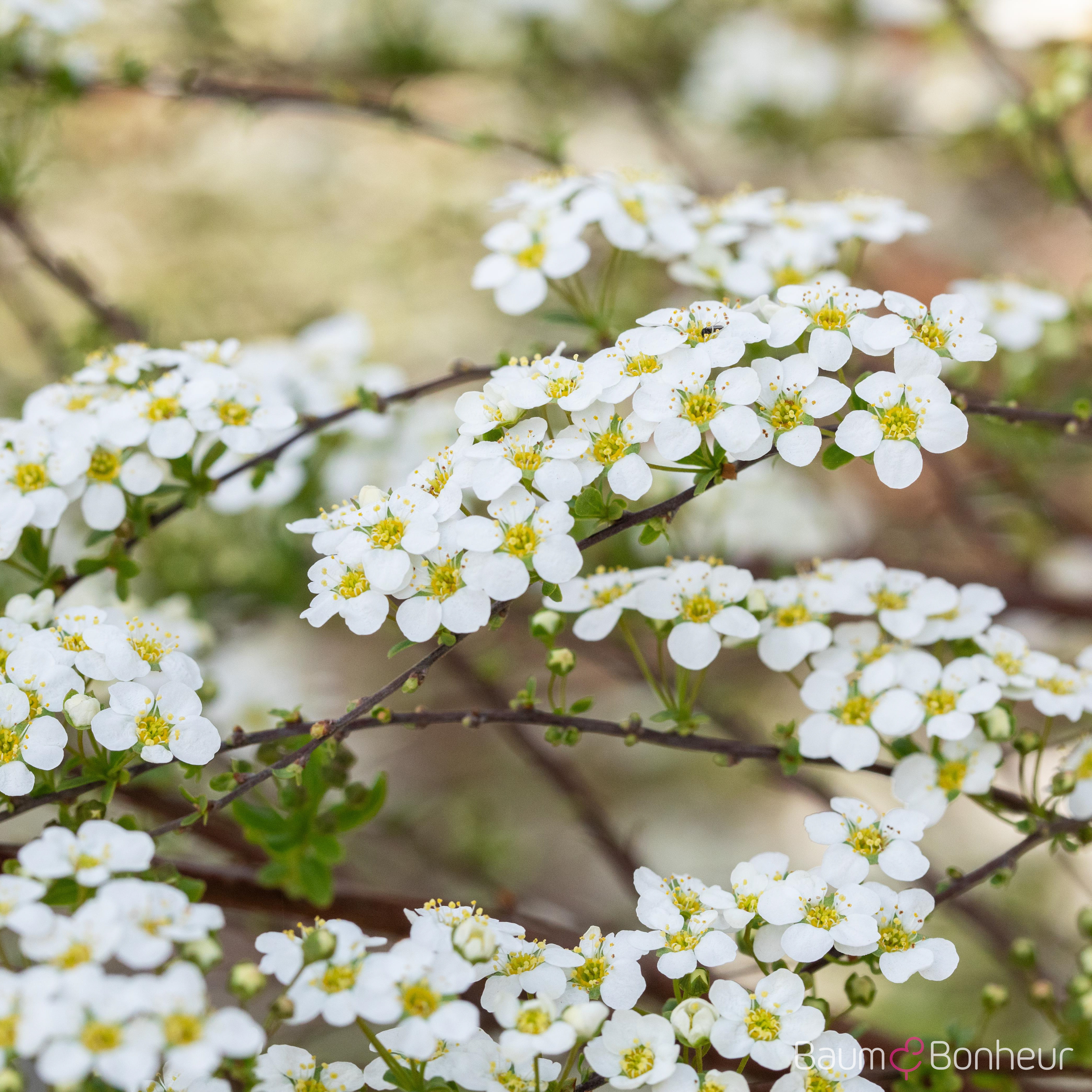 Spiraea x vanhouttei