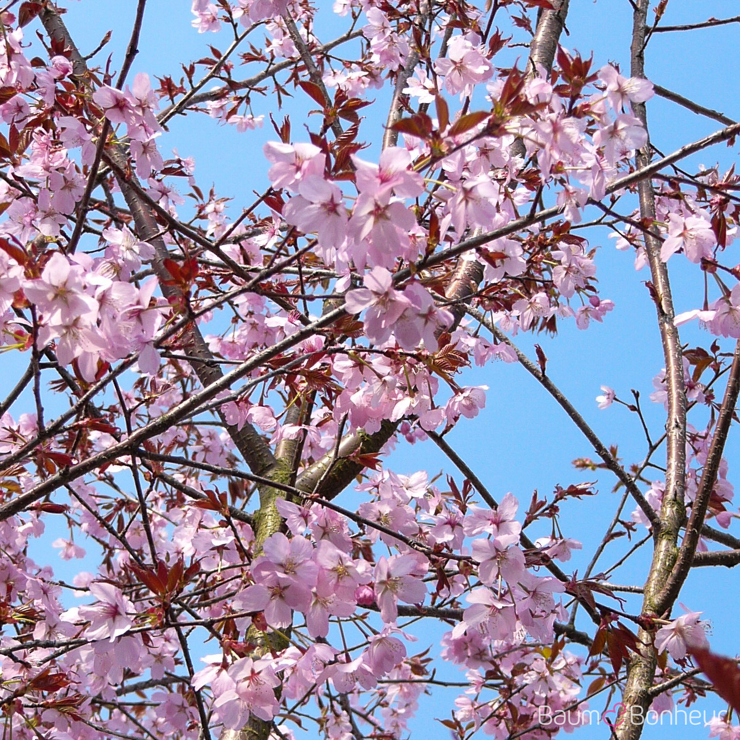 Prunus sargentii Veredlung