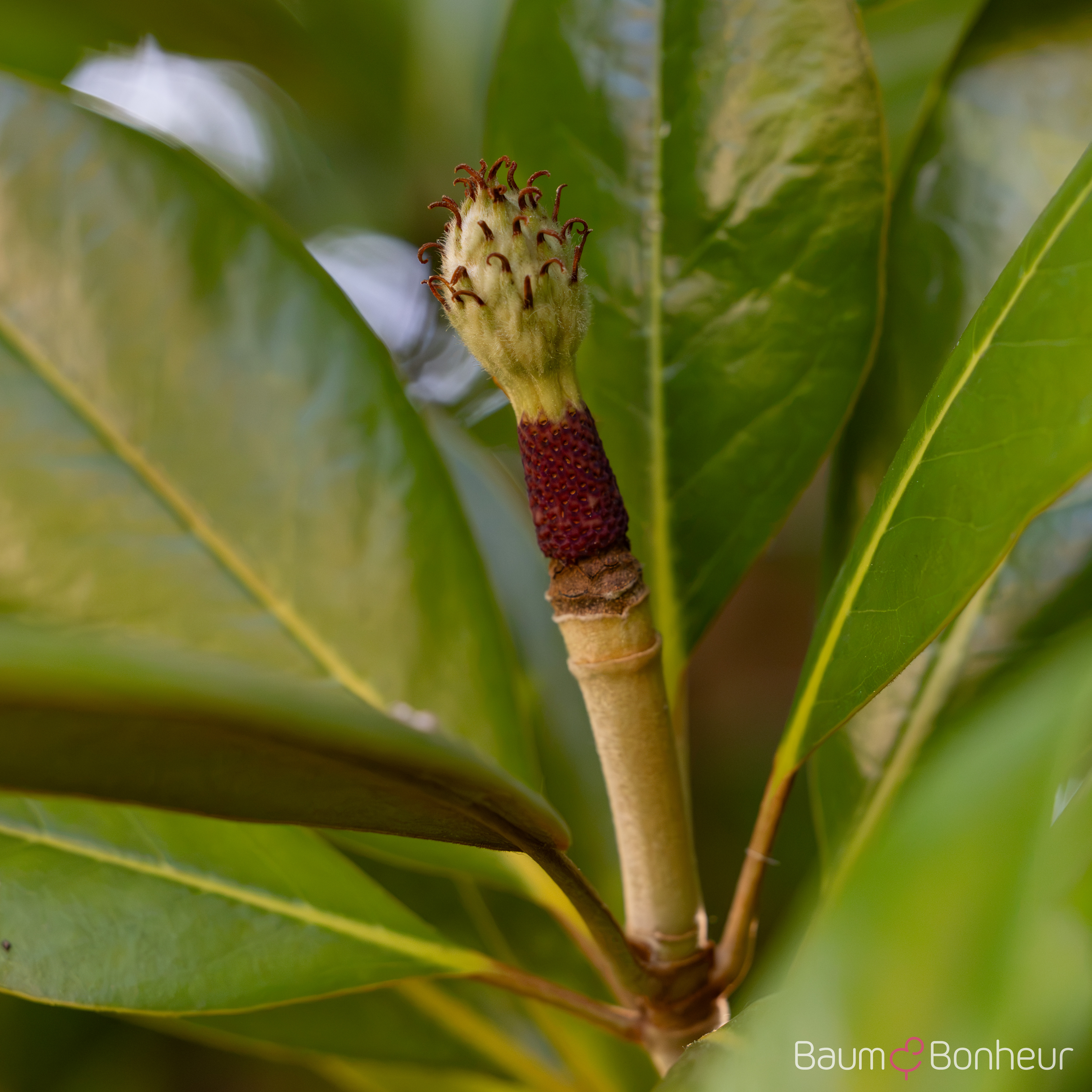 Magnolia grandiflora 'Galissonnière'