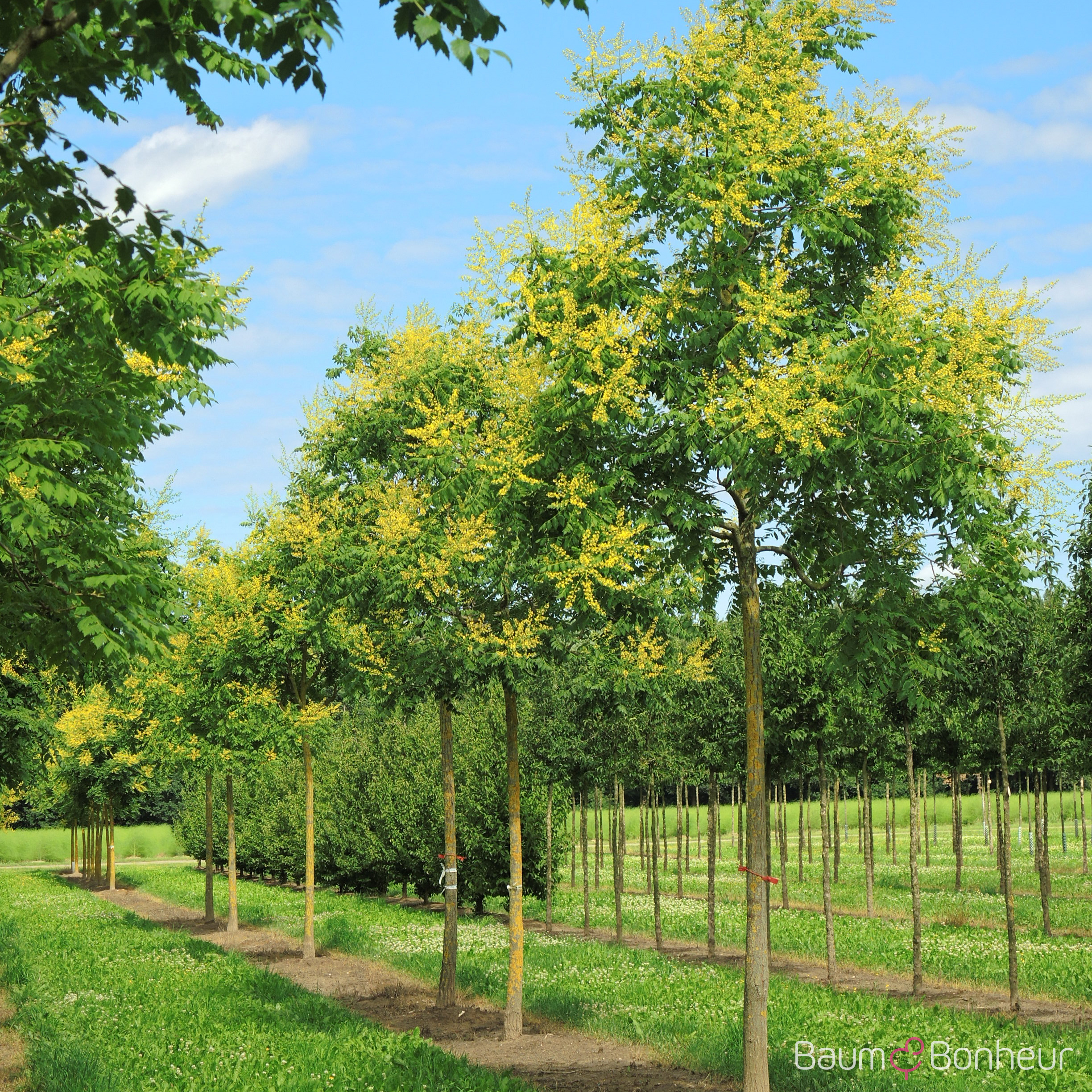 Koelreuteria paniculata