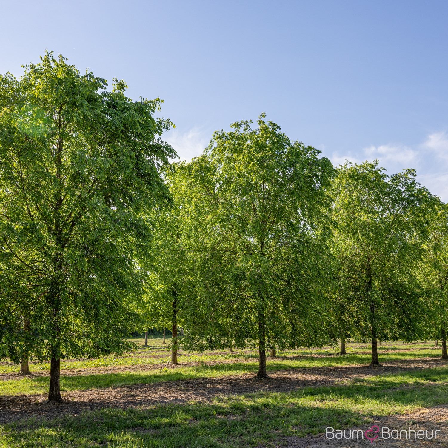Ulmus 'Homestead'