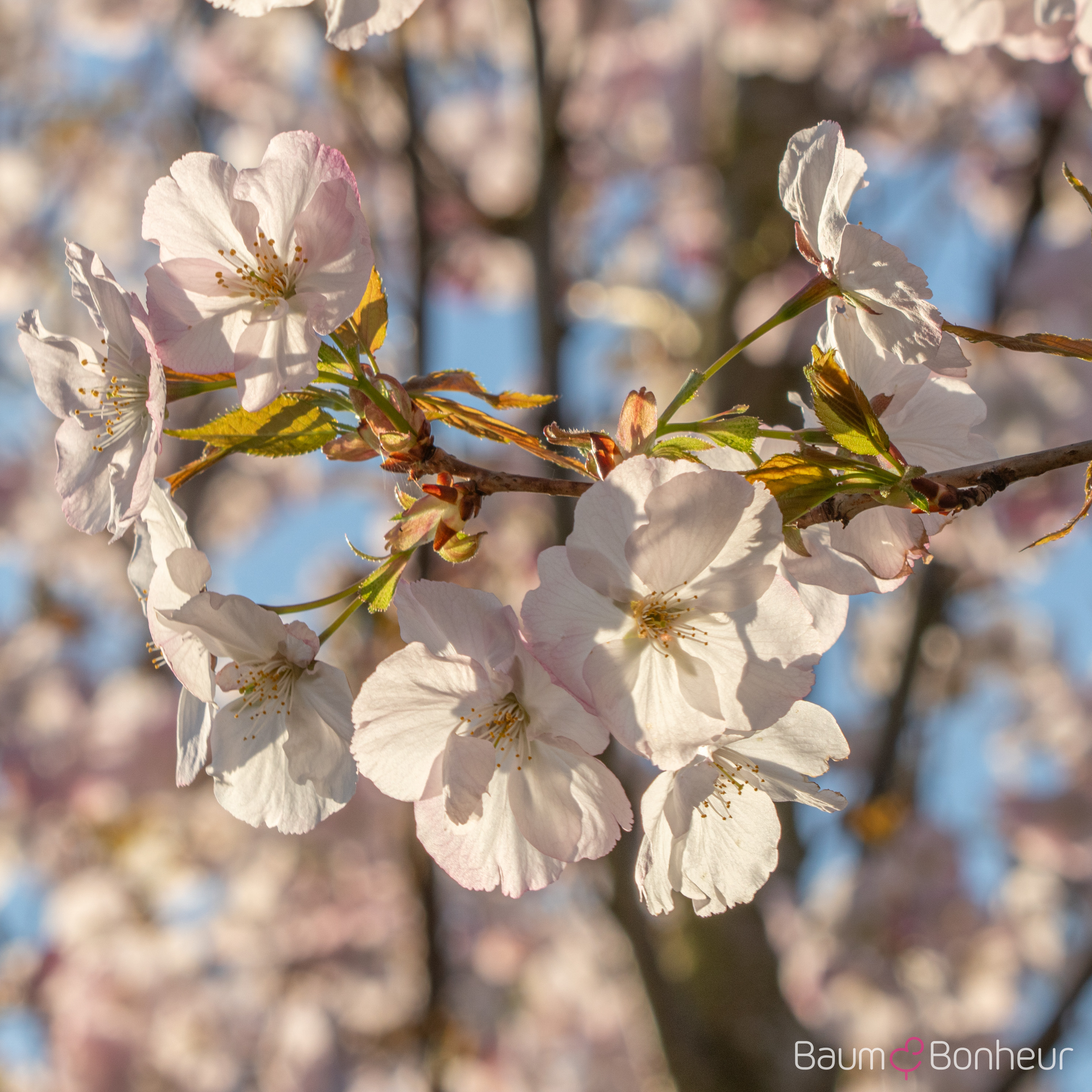 Prunus 'Sunset Boulevard'