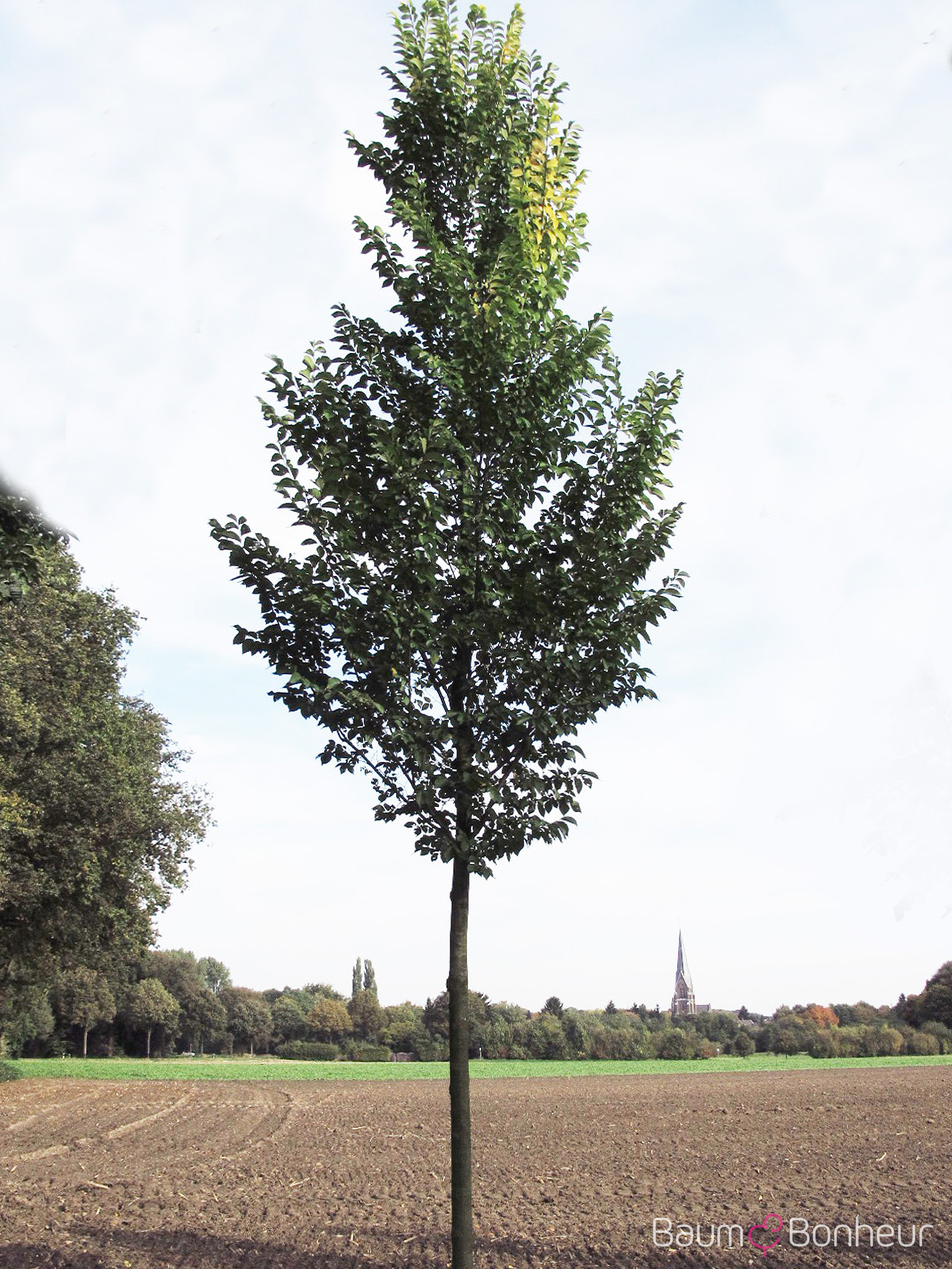 Ulmus hollandica 'Dodoens'