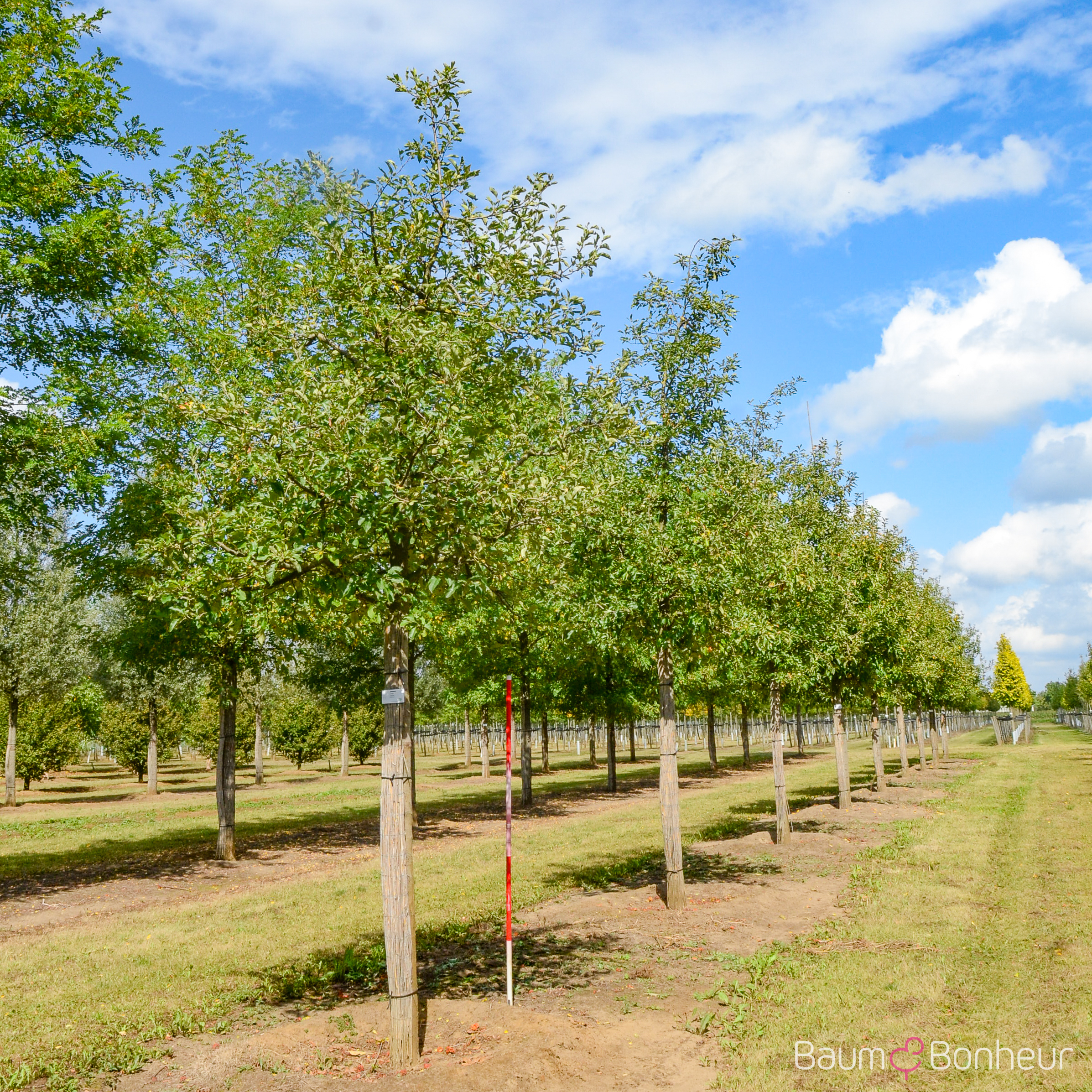 Malus 'Golden Delicious'