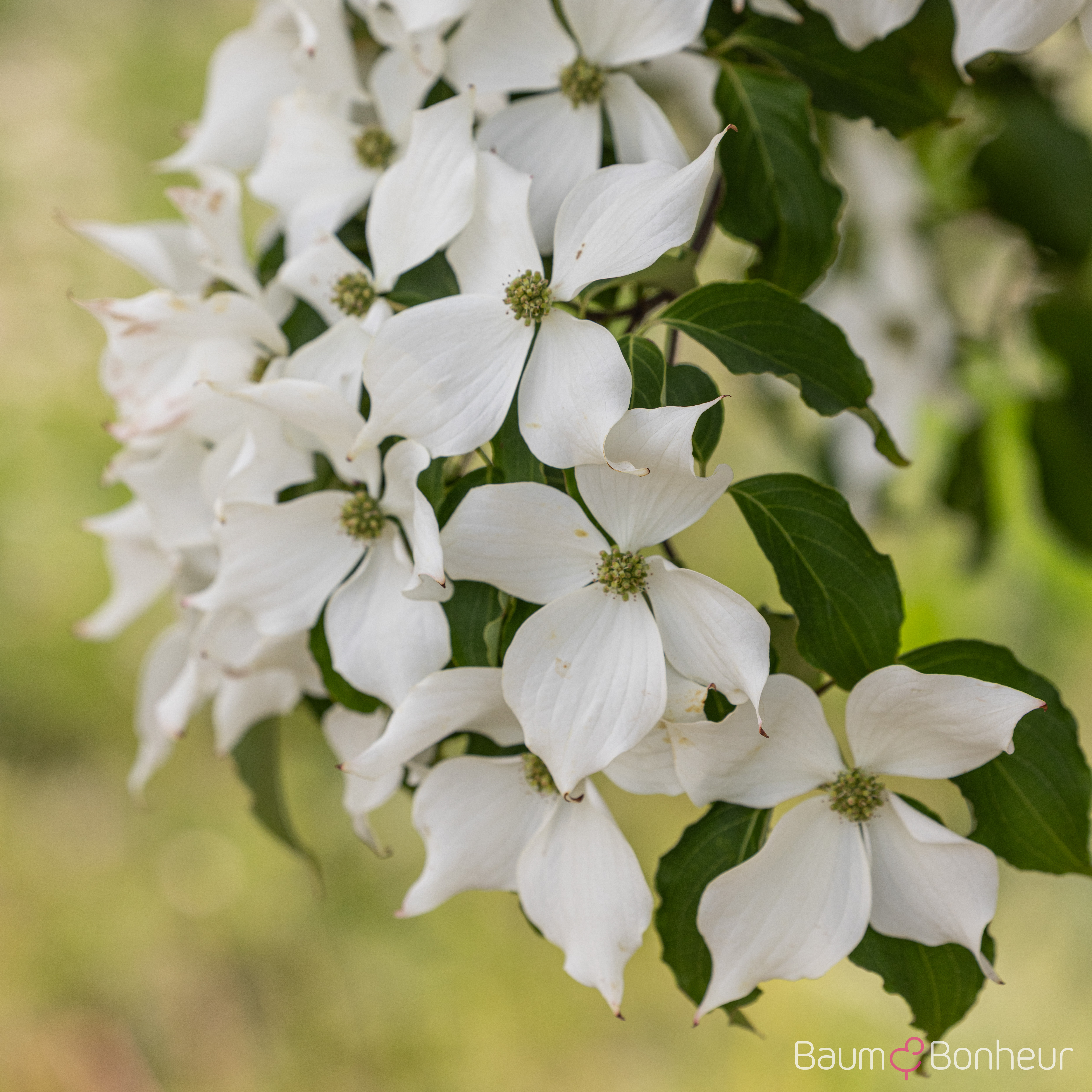 Cornus kousa var. chinensis