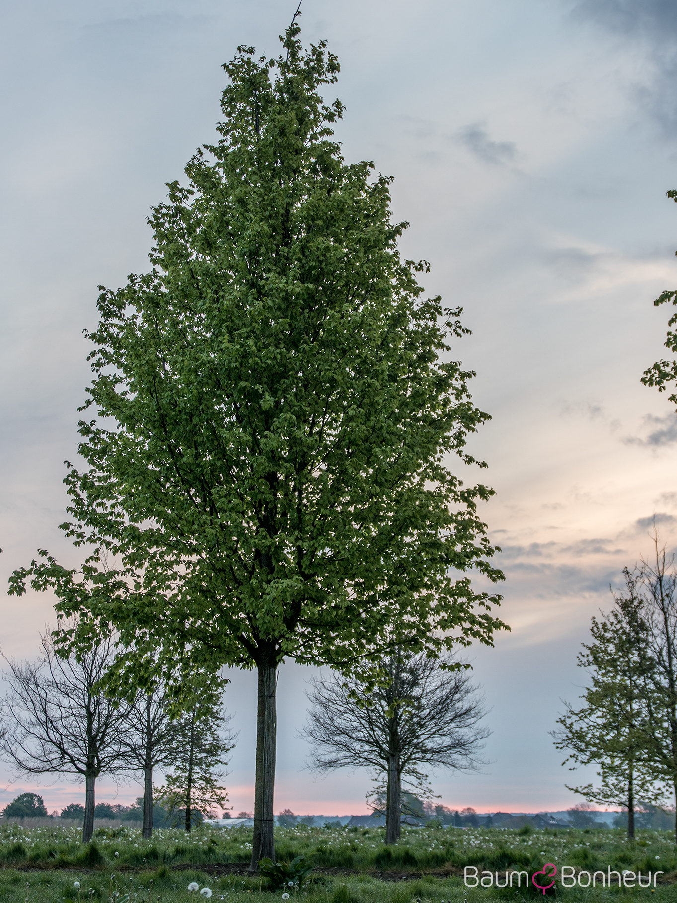 Carpinus betulus 'Frans Fontaine'