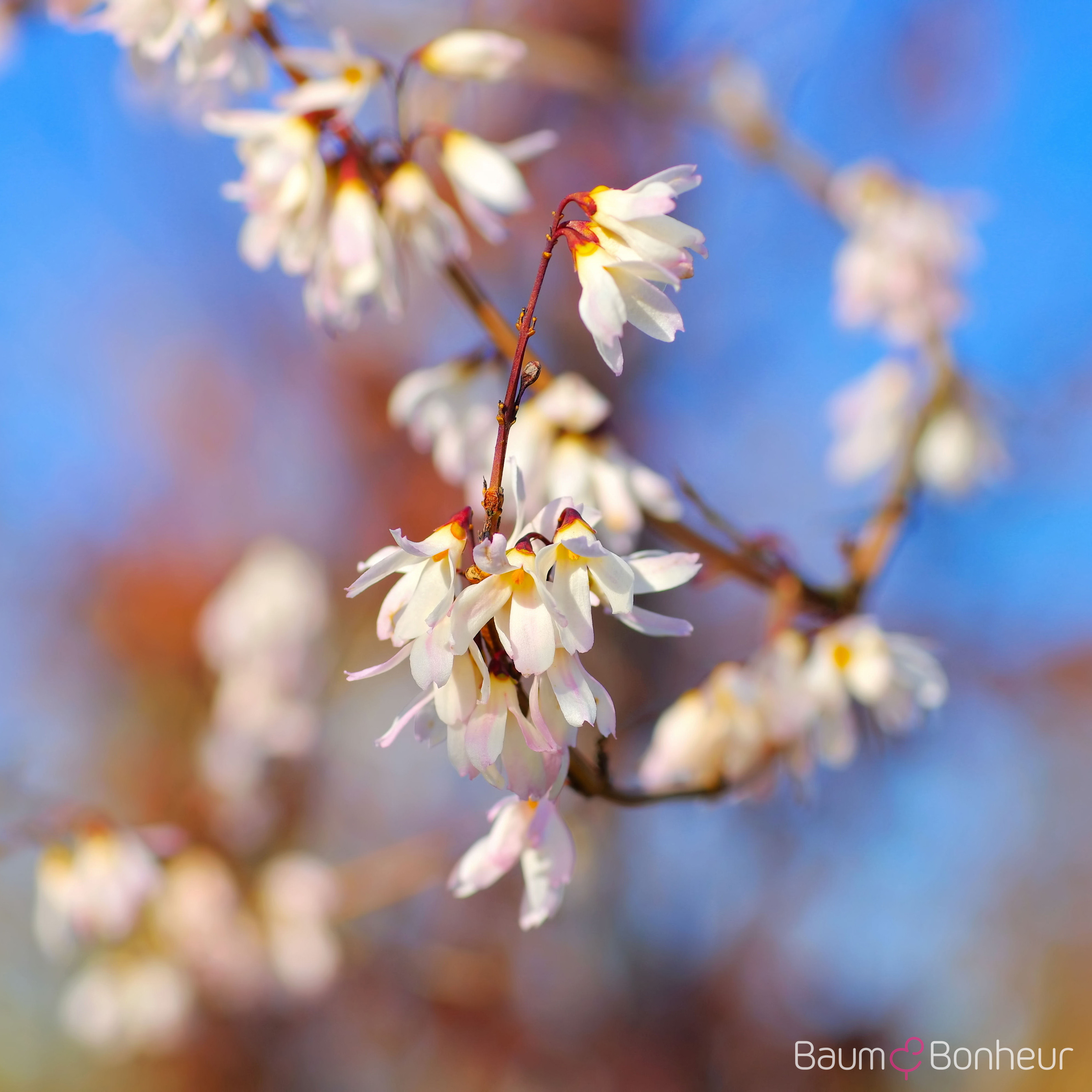 Abeliophyllum distichum