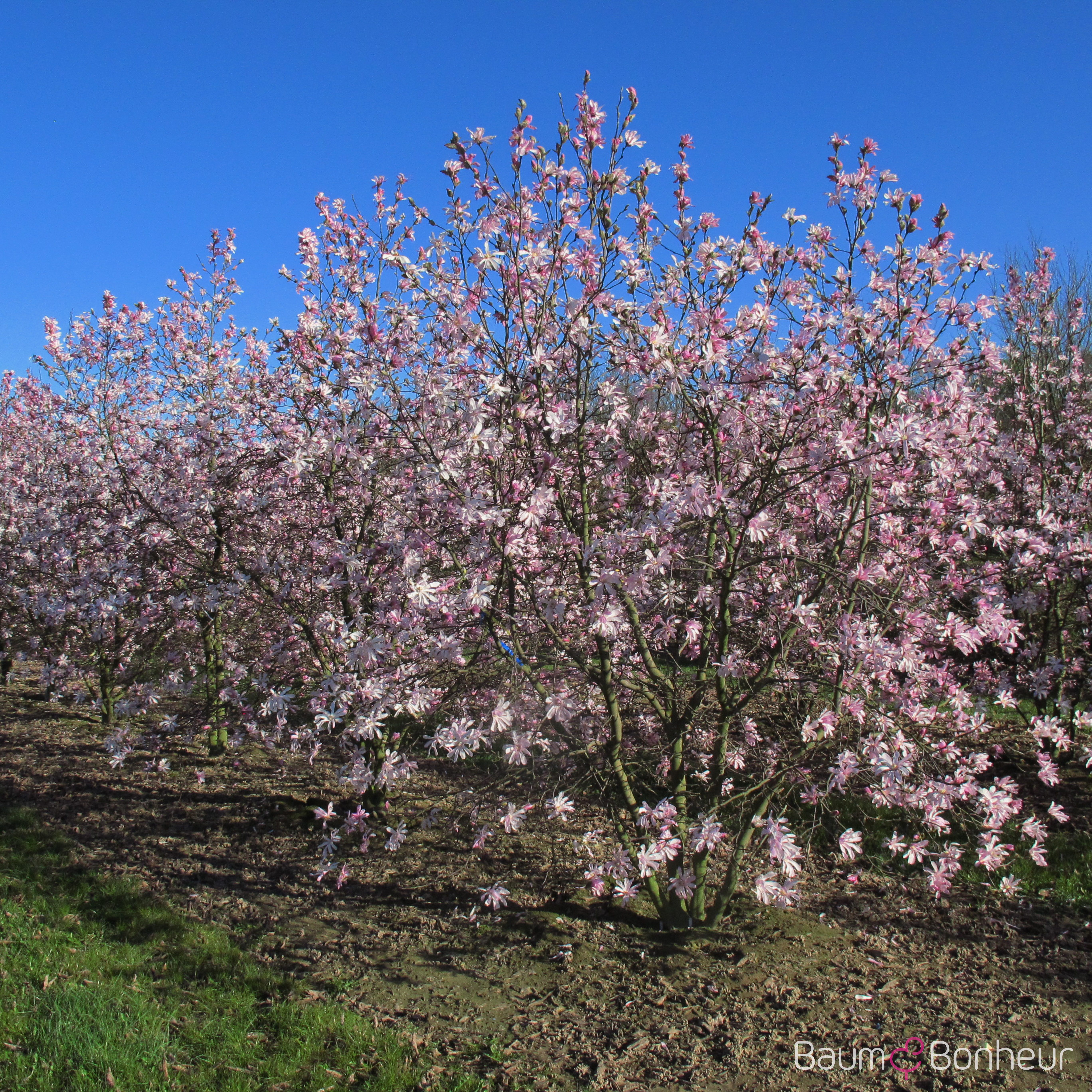 Magnolia loebneri 'Leonard Messel'