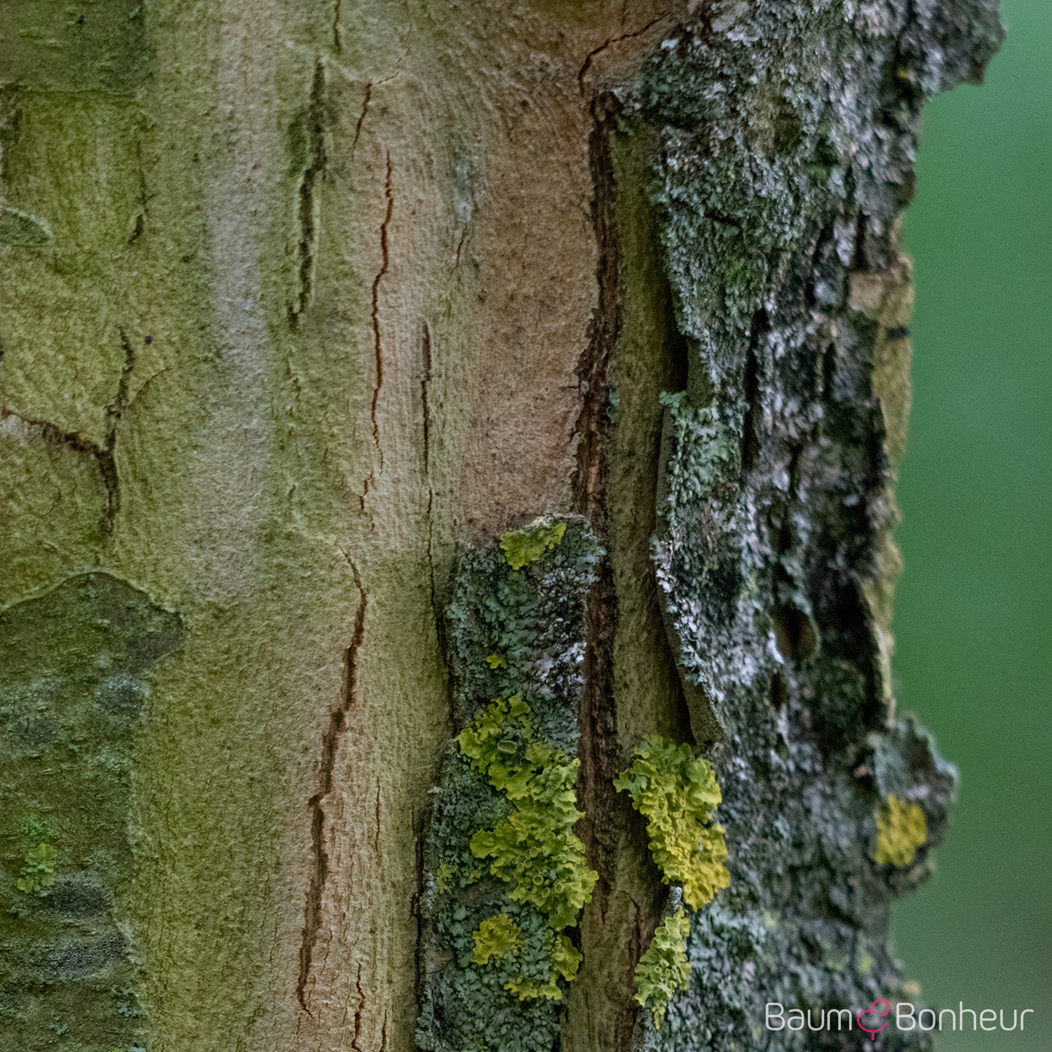 Platanus orientalis 'Minaret'