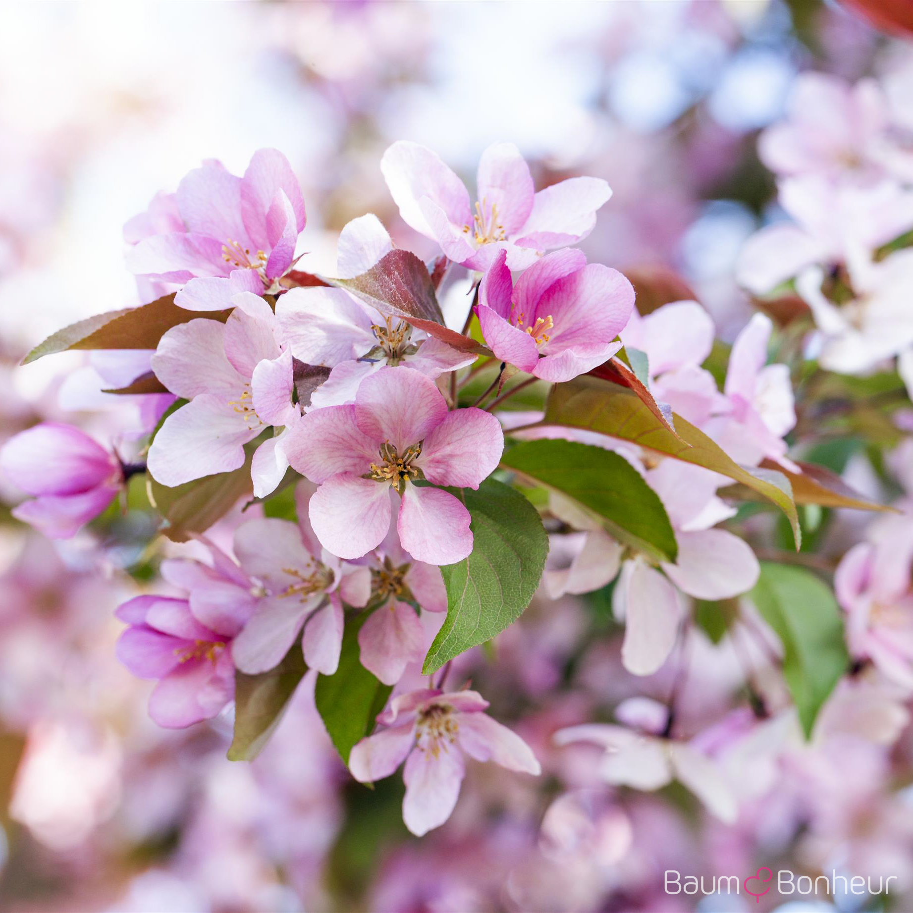 Malus floribunda