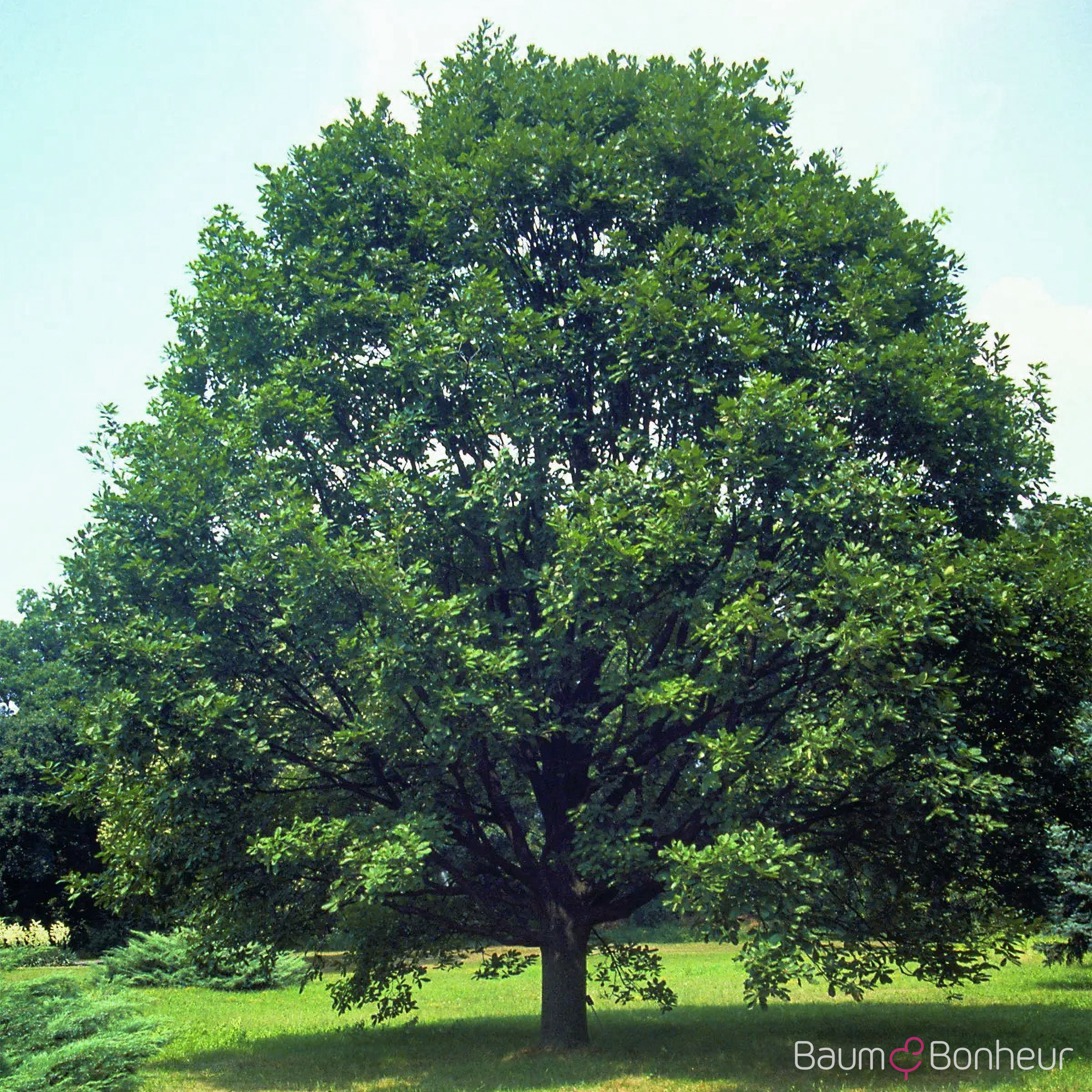 Quercus macranthera