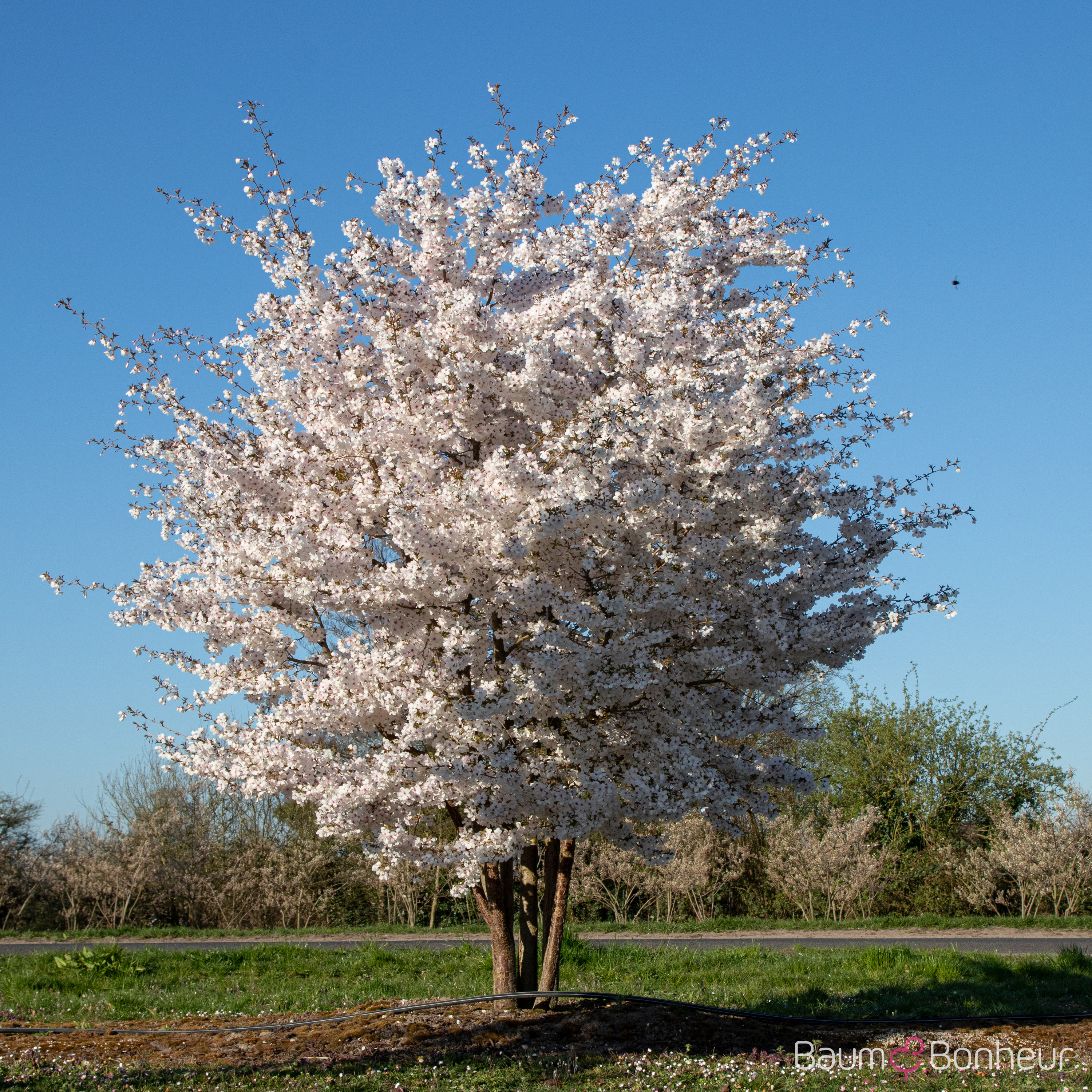 Prunus incisa 'The Bride'