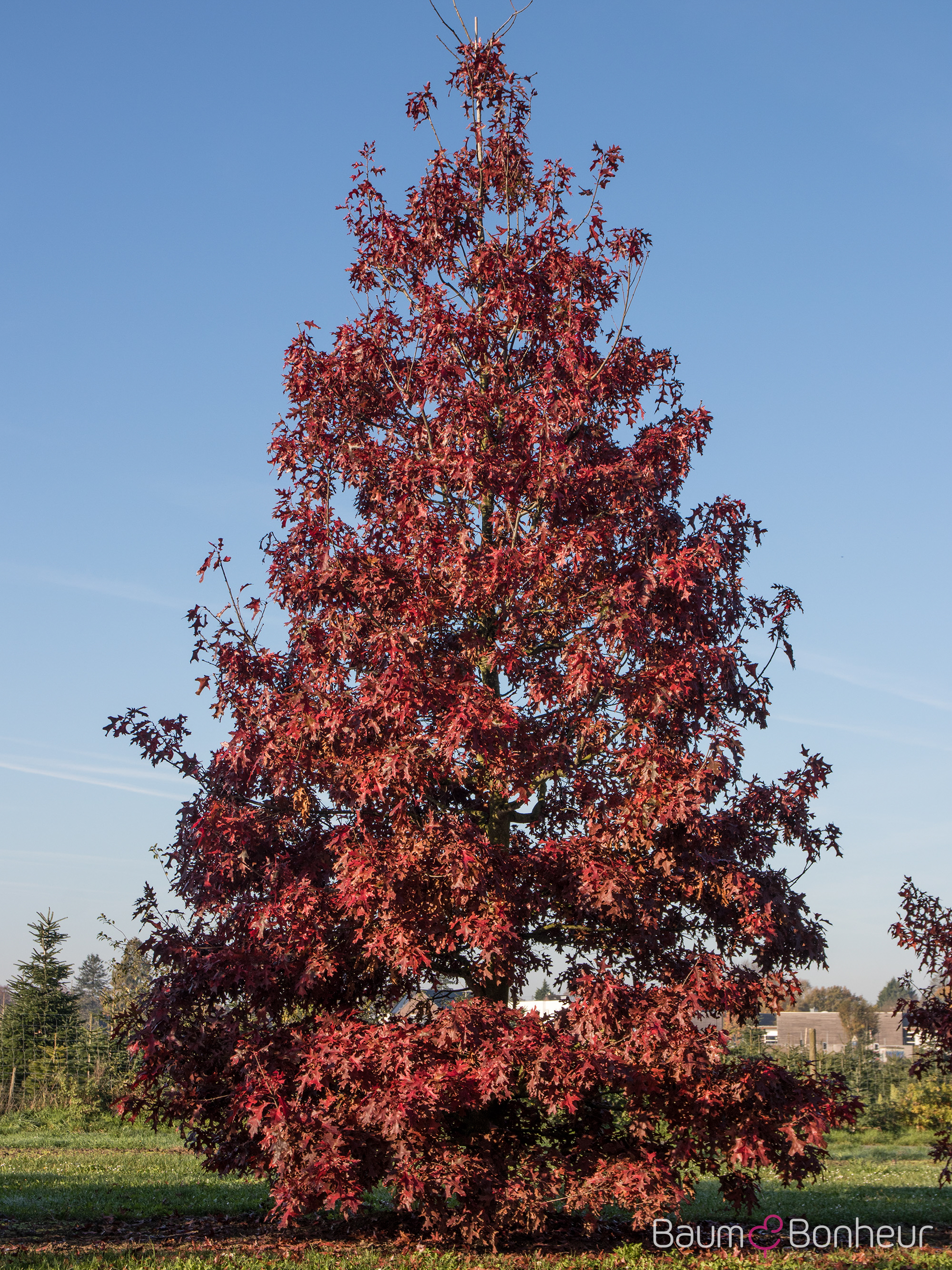 Quercus coccinea 'Splendens'