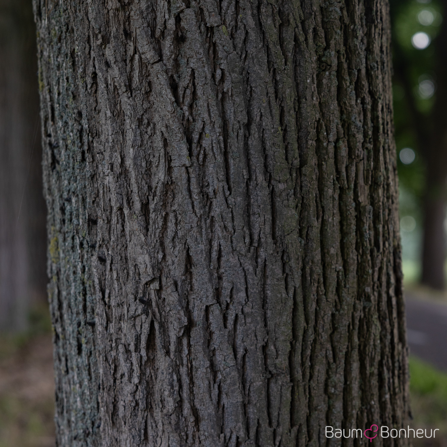 Tilia platyphyllos