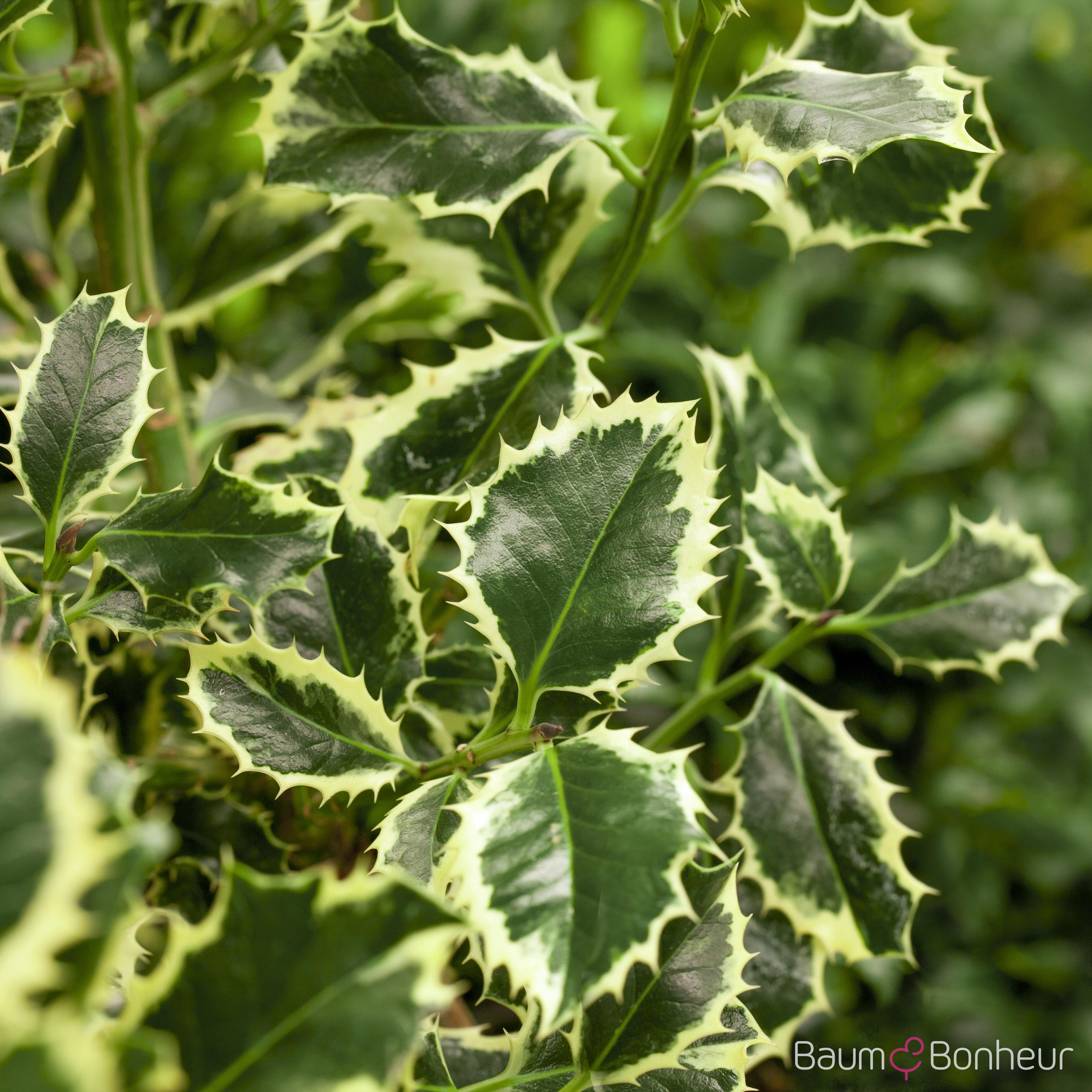 Ilex aquifolium 'Argentea Marginata'