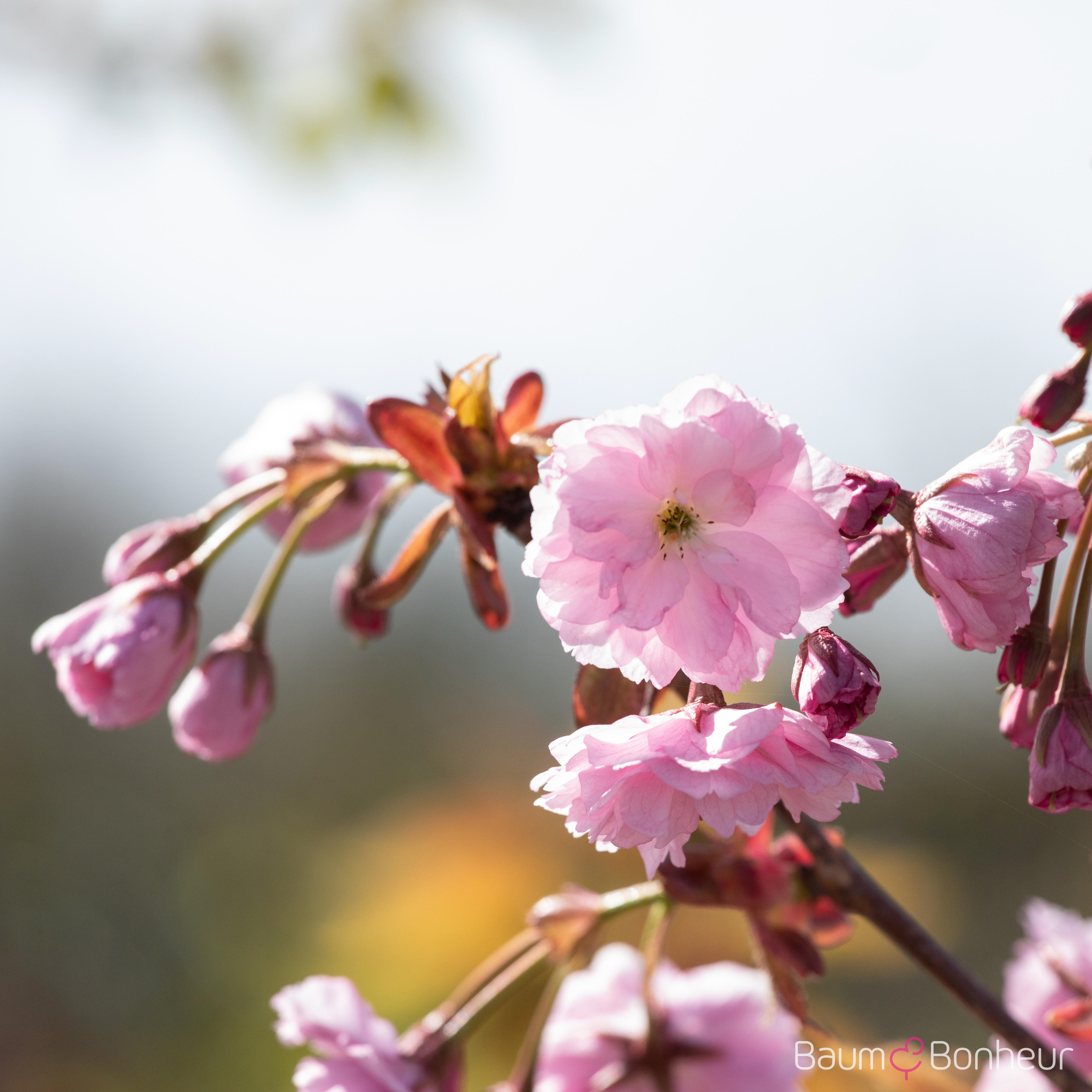 Prunus serrulata 'Kiku-shidare-zakura'