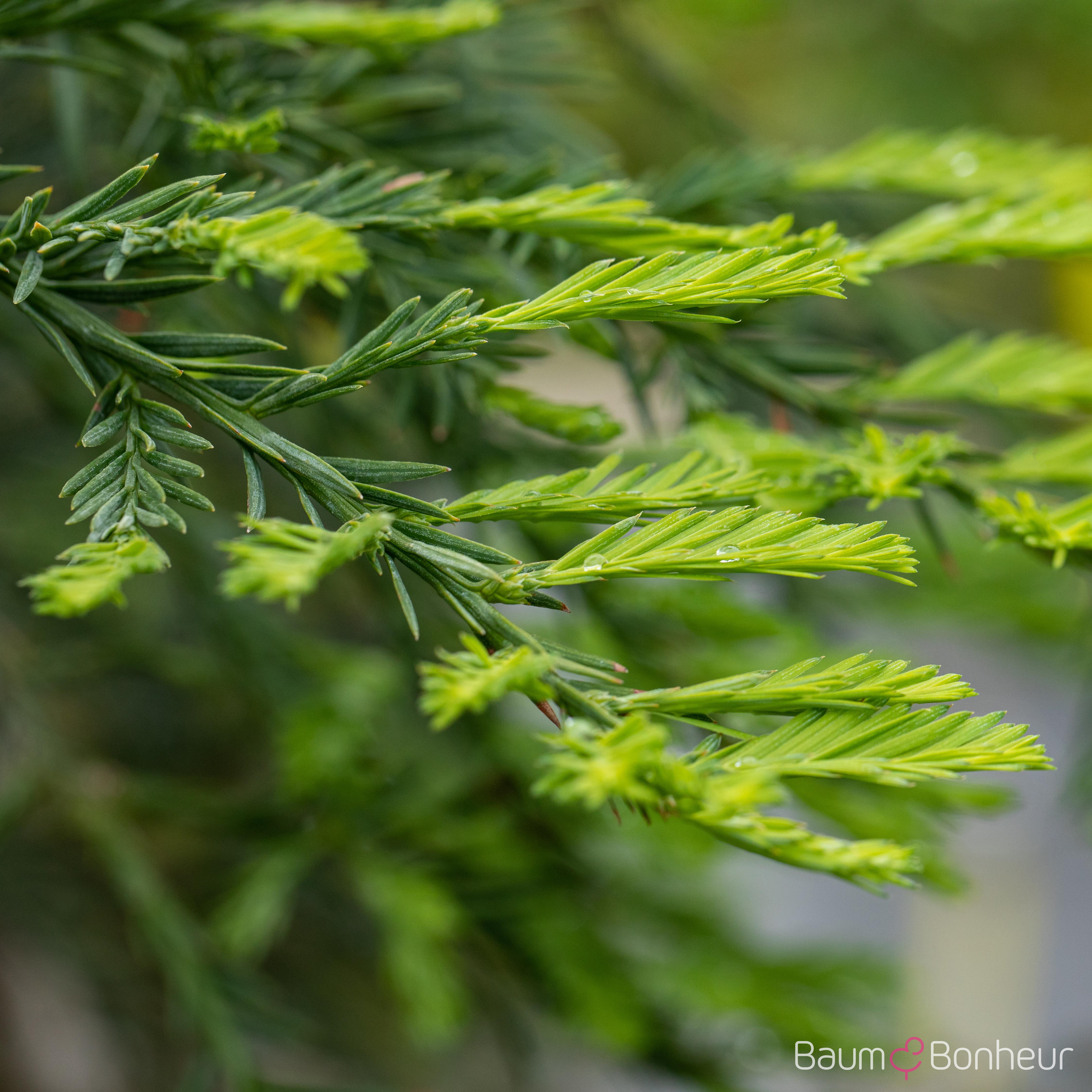 Sequoia sempervirens