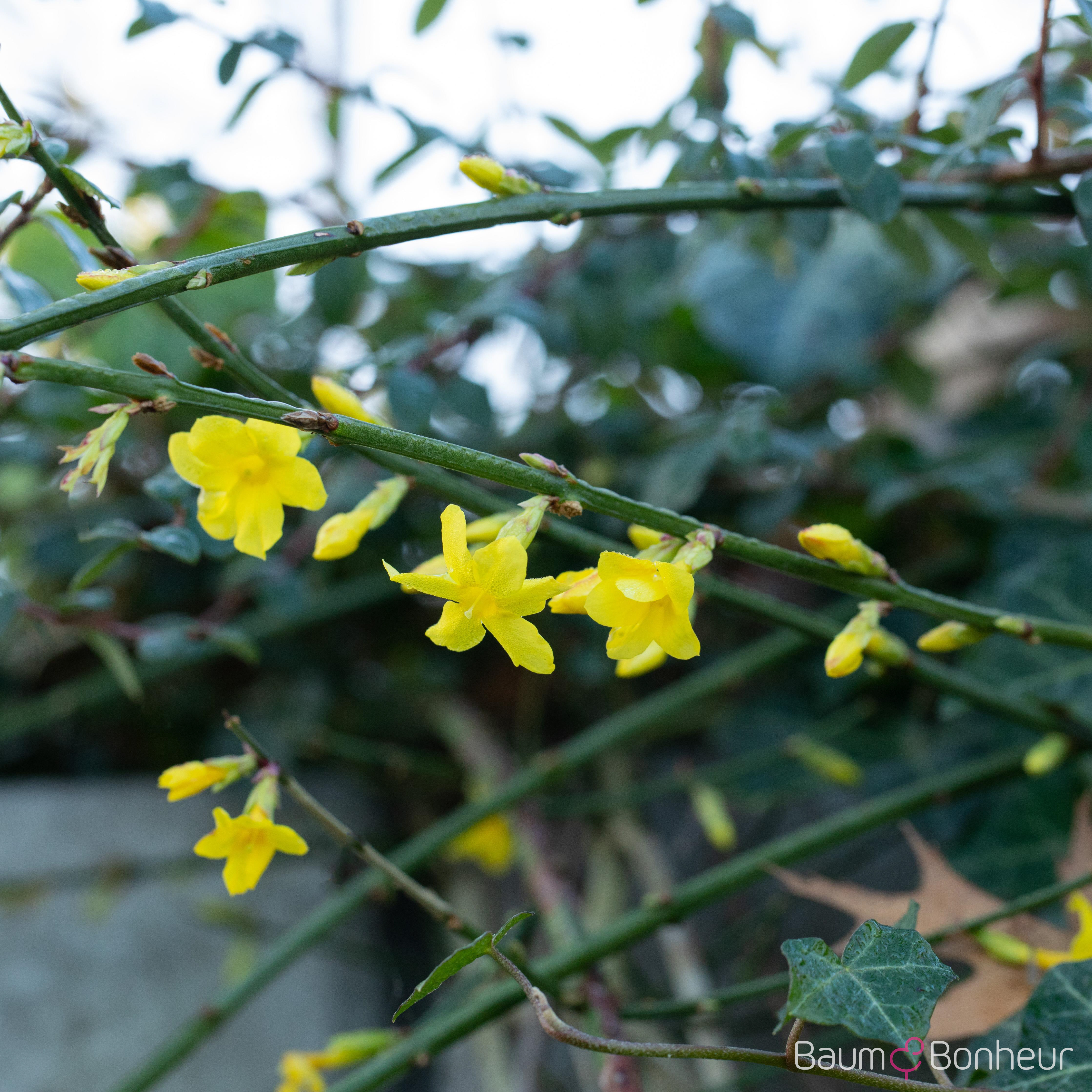 Jasminum nudiflorum