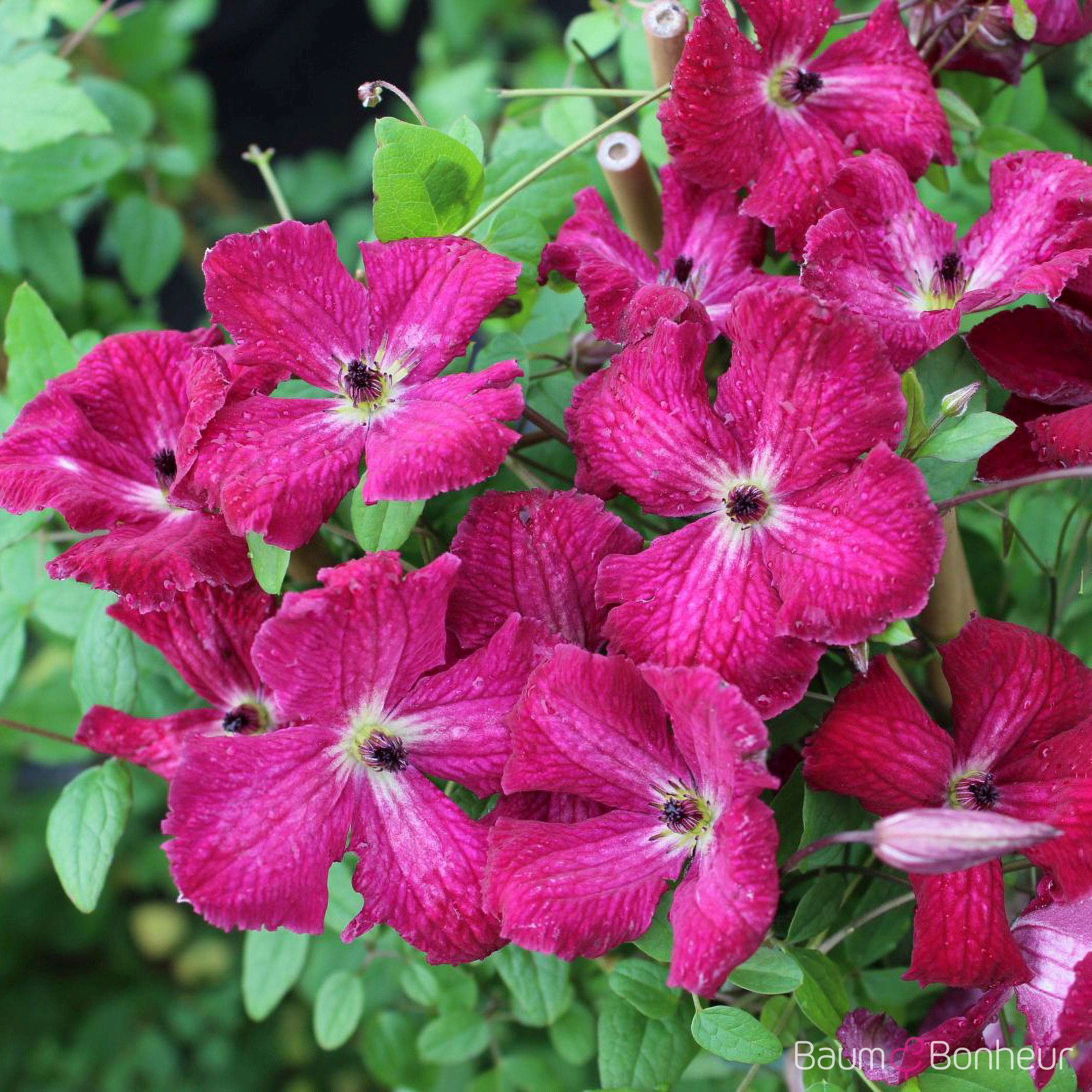 Clematis viticella 'Kermesina'