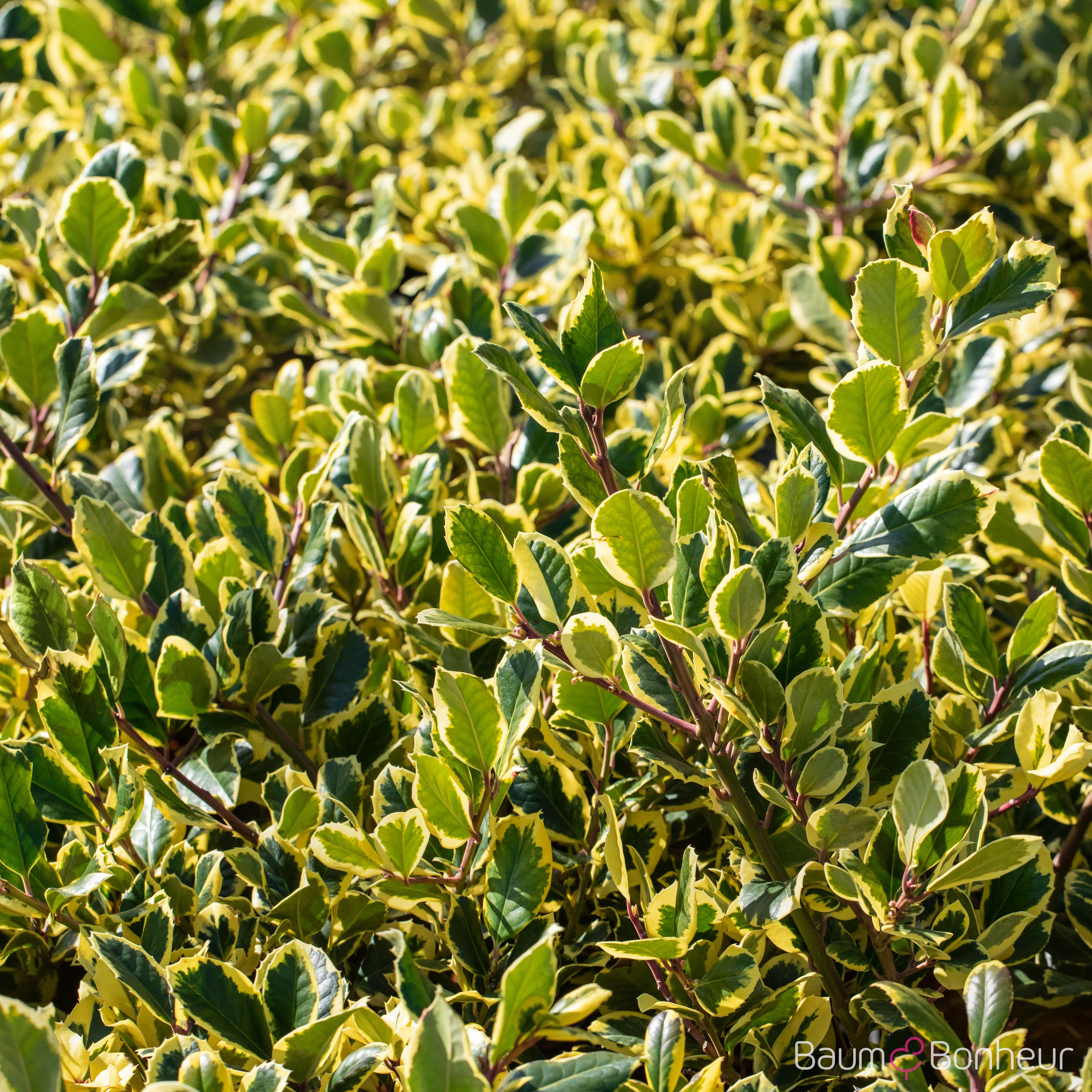 Ilex altaclerensis 'Golden King'