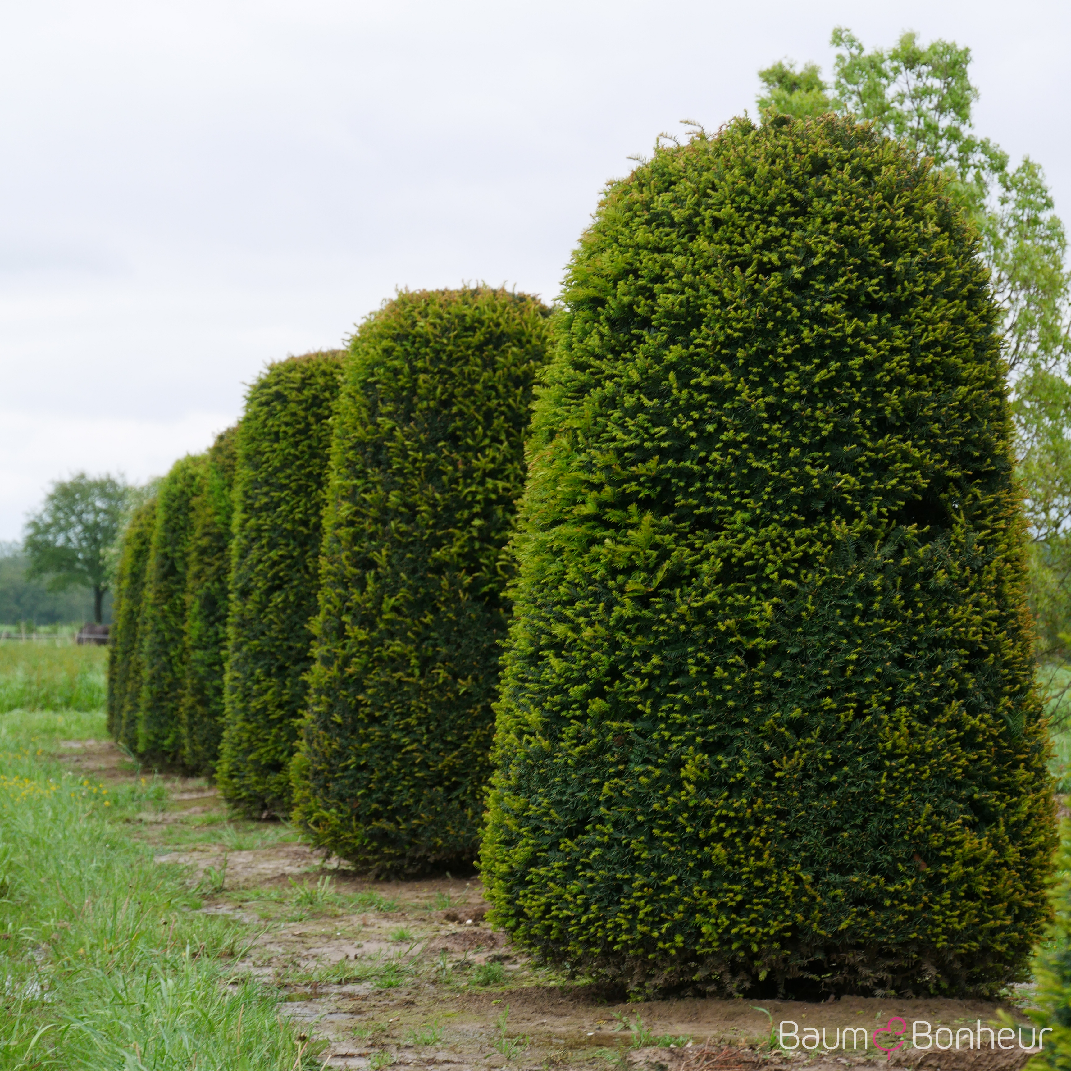 Taxus baccata