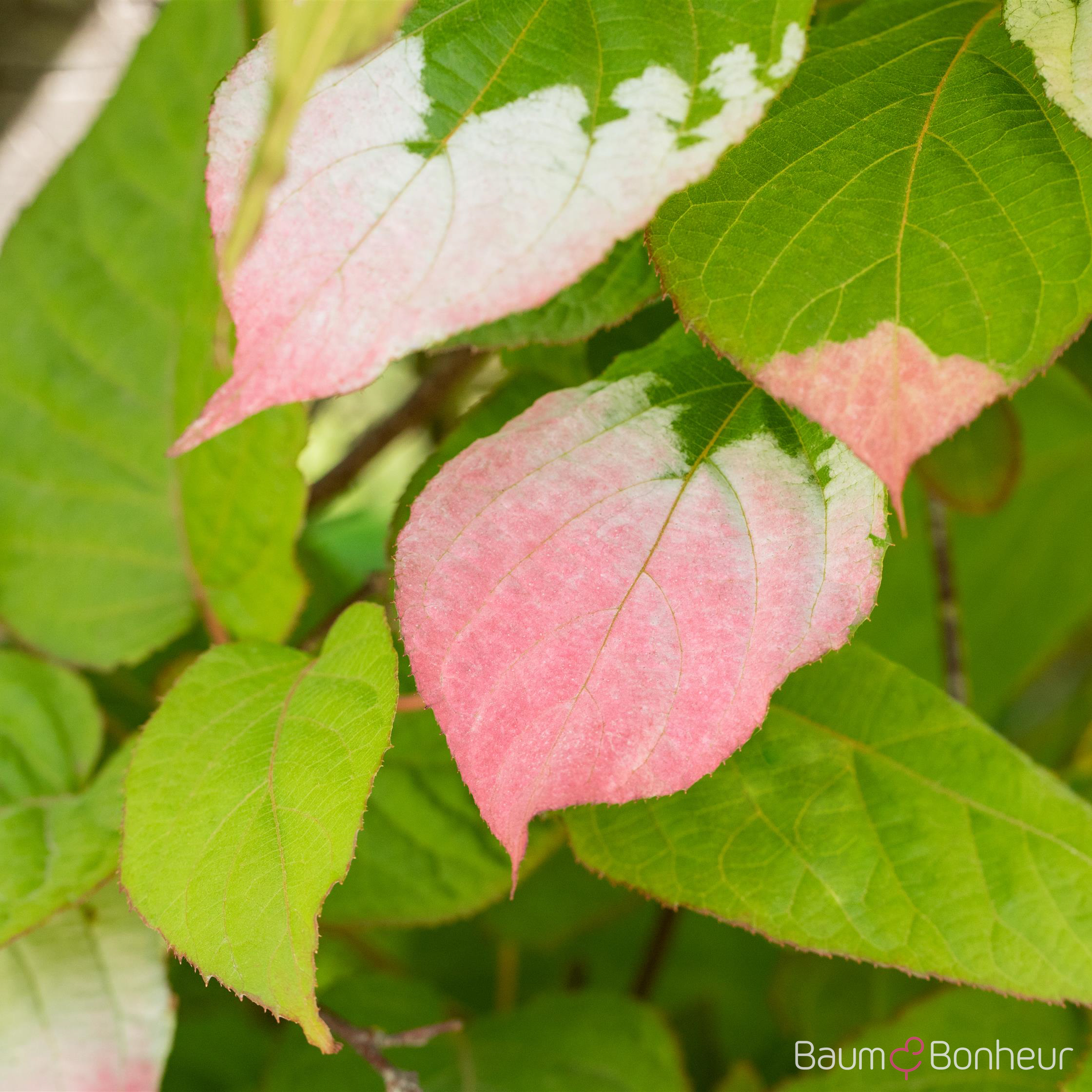 Actinidia kolomikta