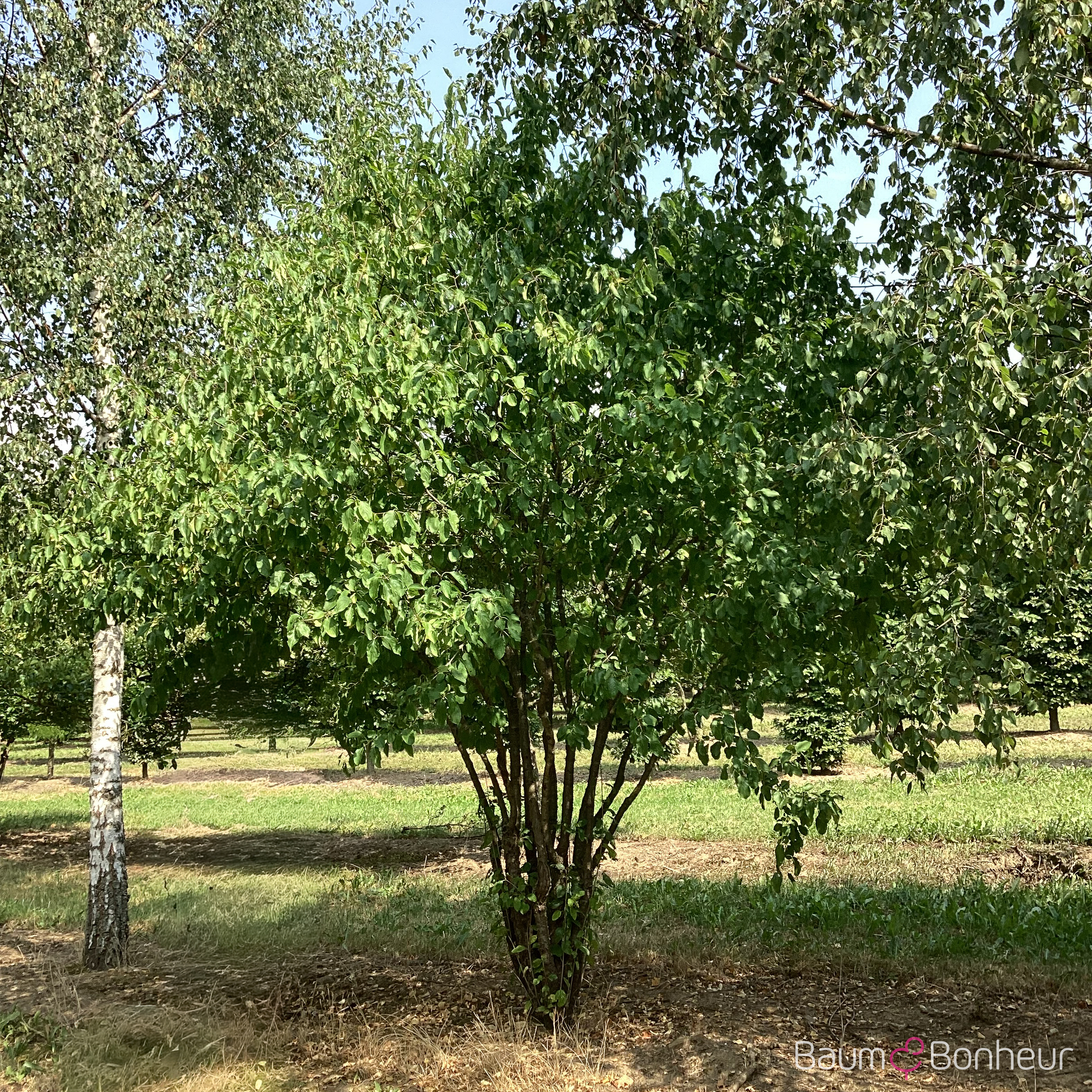 Rhamnus cathartica